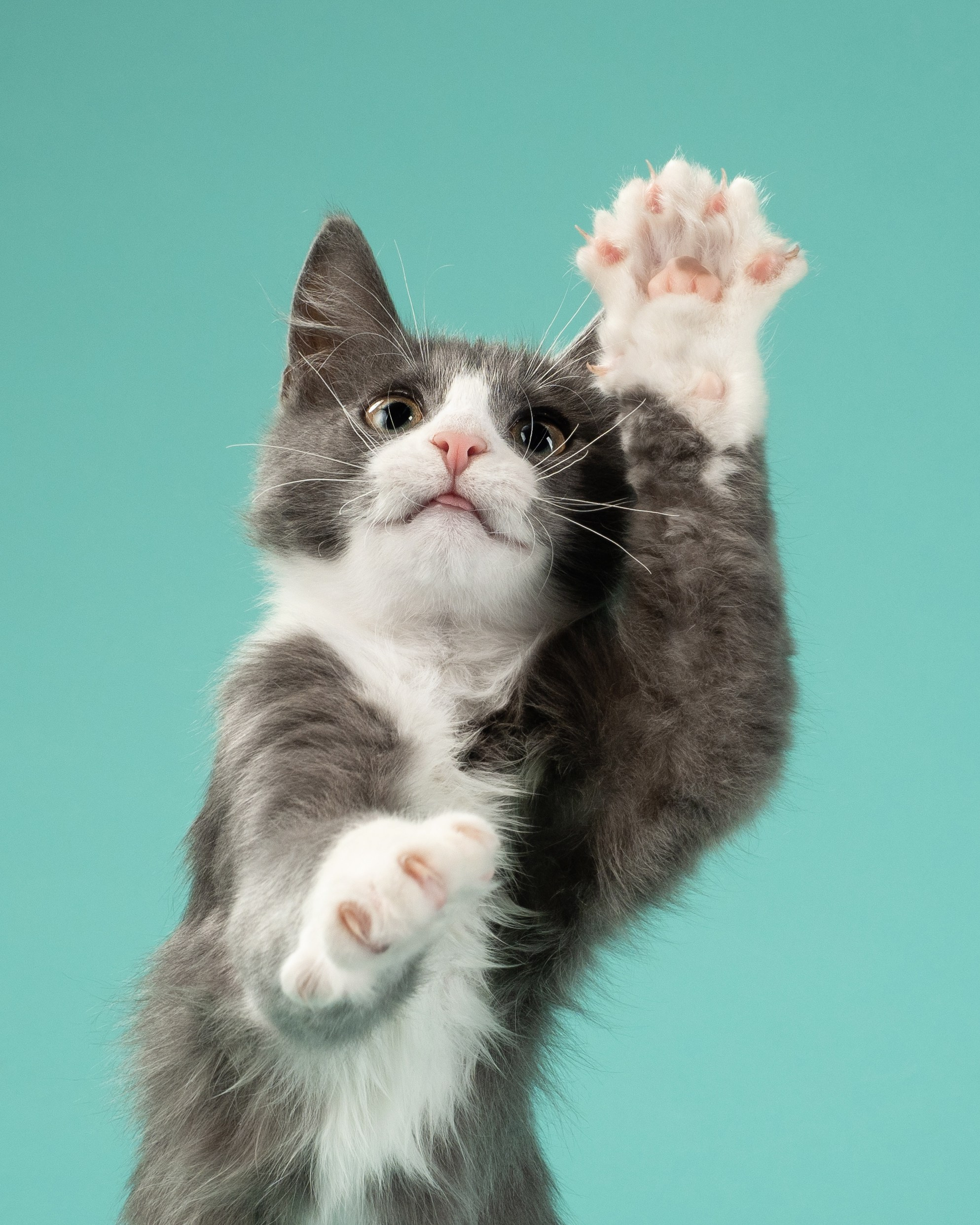 Студийная съёмка. Фотограф животных и людей в Санкт-Петербурге Дарья Быстрицкая