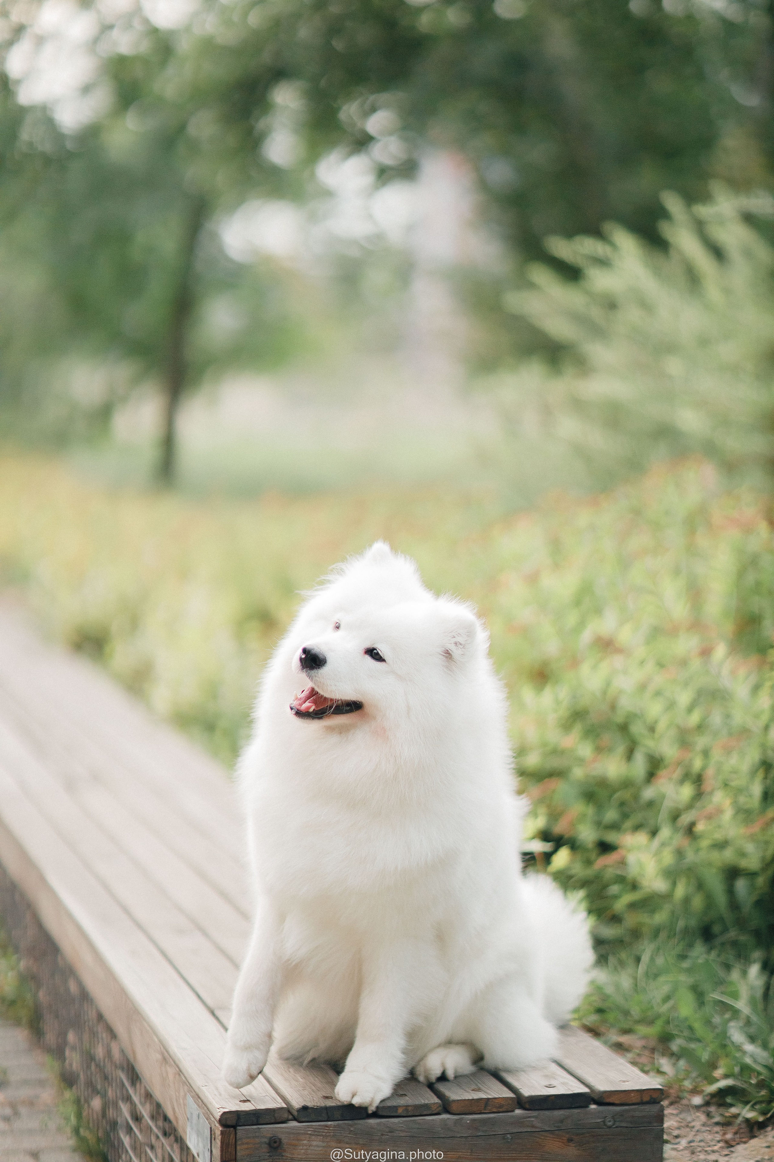 Самоед Рея. Свадебный и женский фотограф