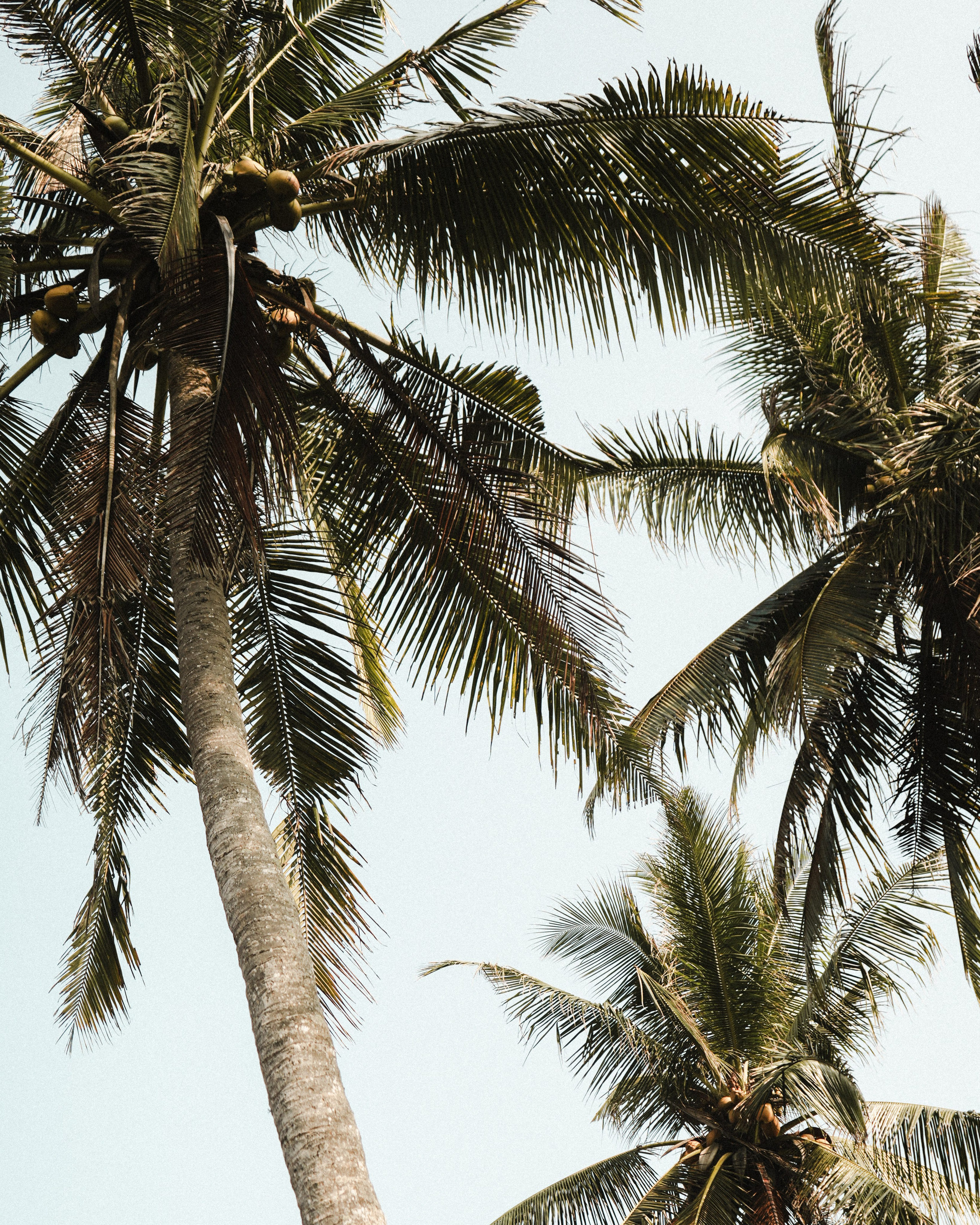 Victoria. Alena Gribkova