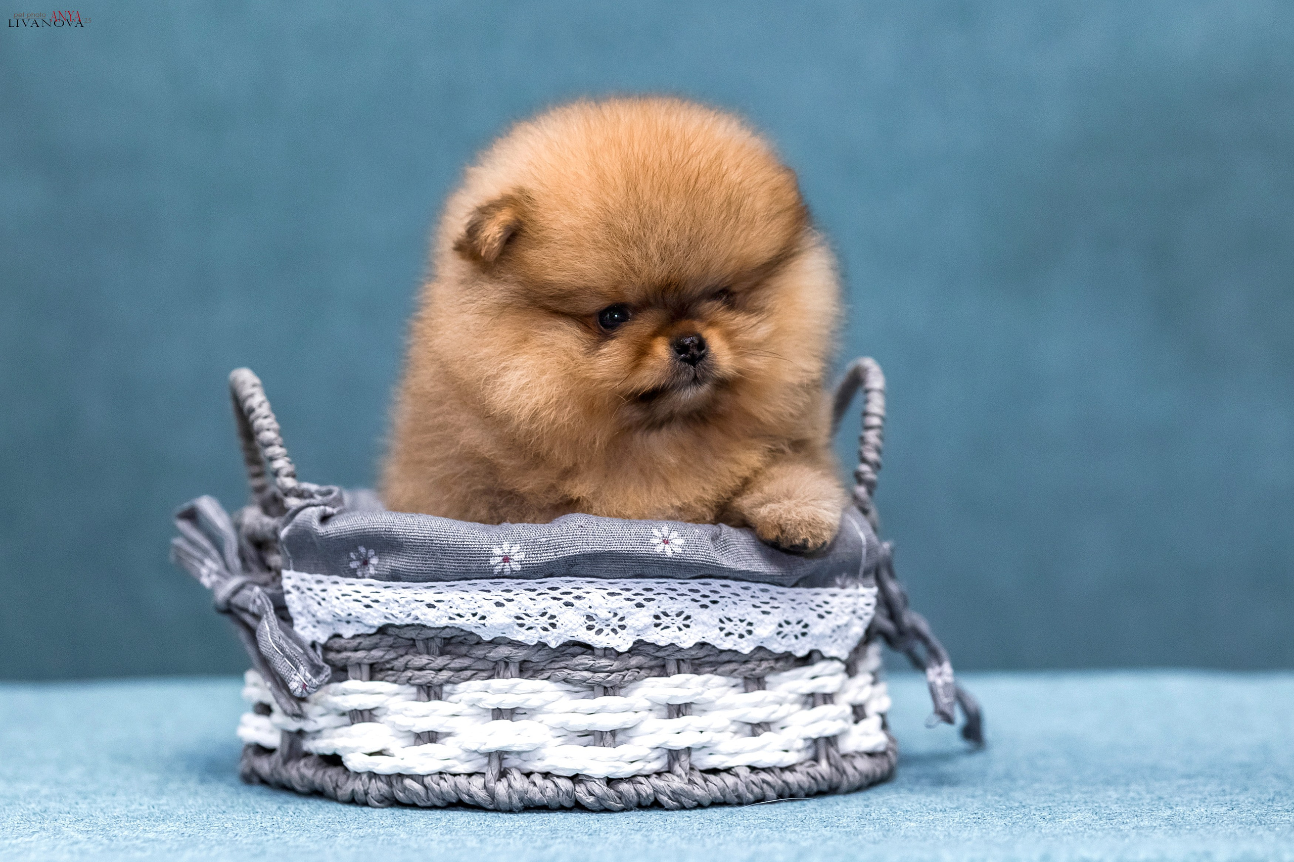 Шпицы. Фотограф анималист Аня Ливанова | Рыбинск