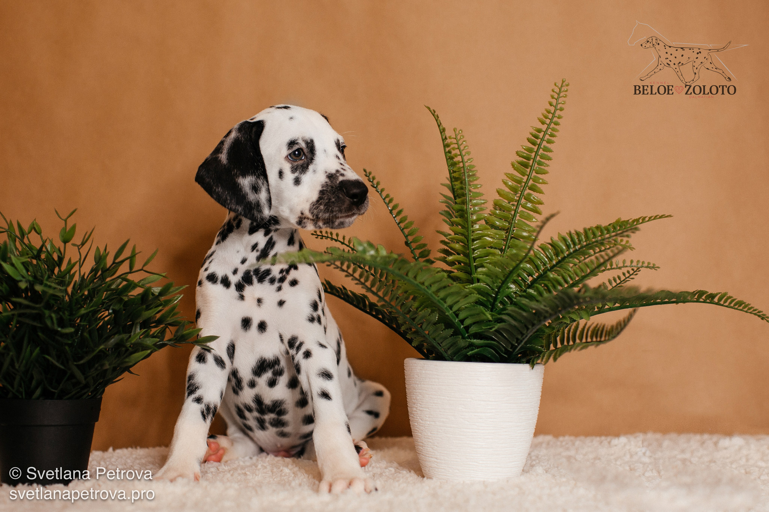 Далматины. Зима 2025. Фотограф Светлана Петрова