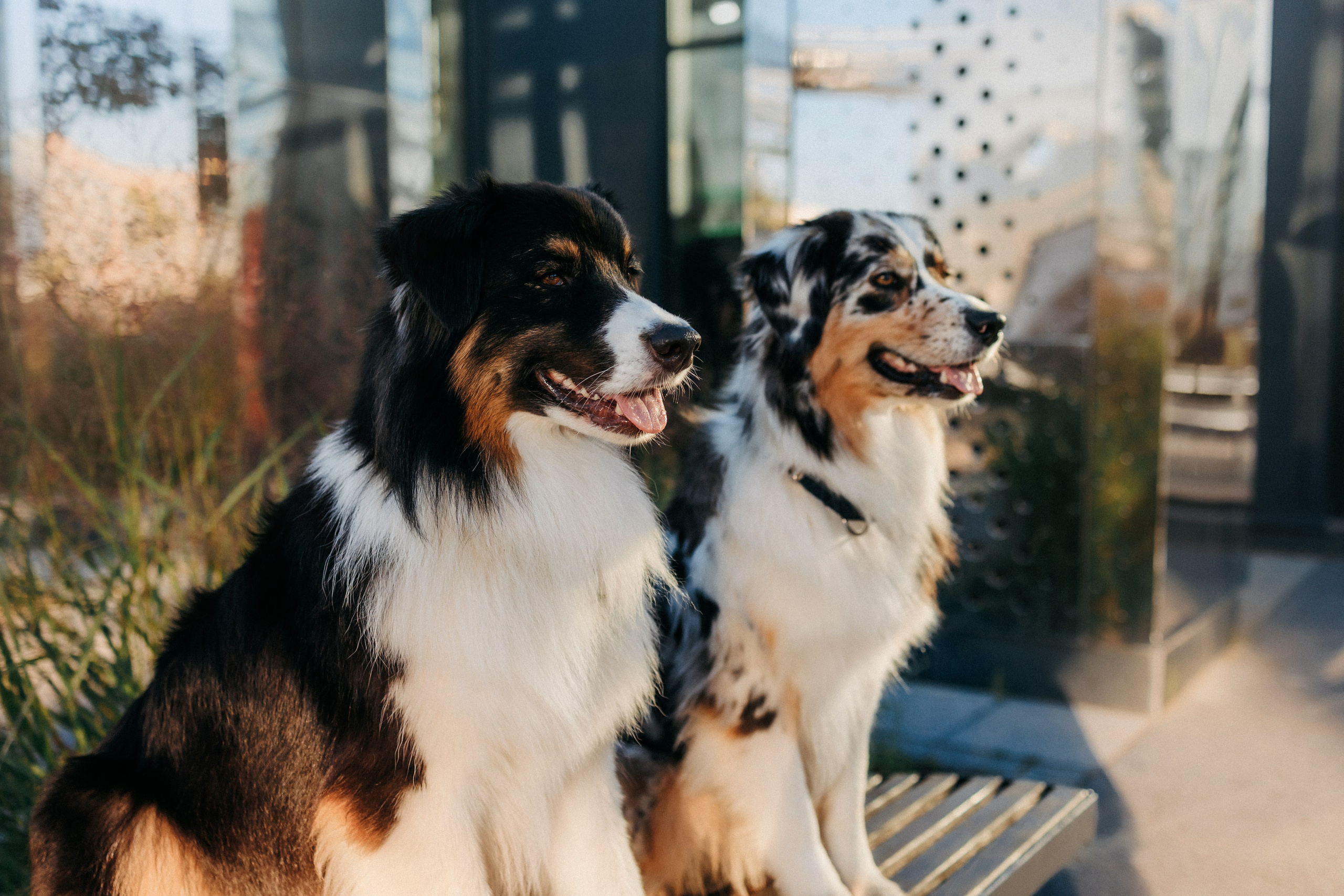 Аня, Чарли и Ева. Фотограф-анималист Елена Радченко, Москва