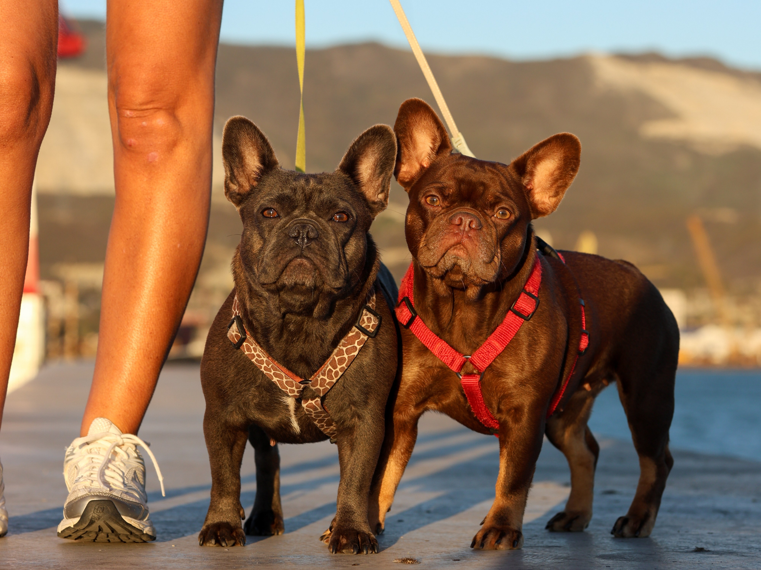 Белла, Луна и Нелли. Фотограф-анималист в Москве Кириллова Татьяна