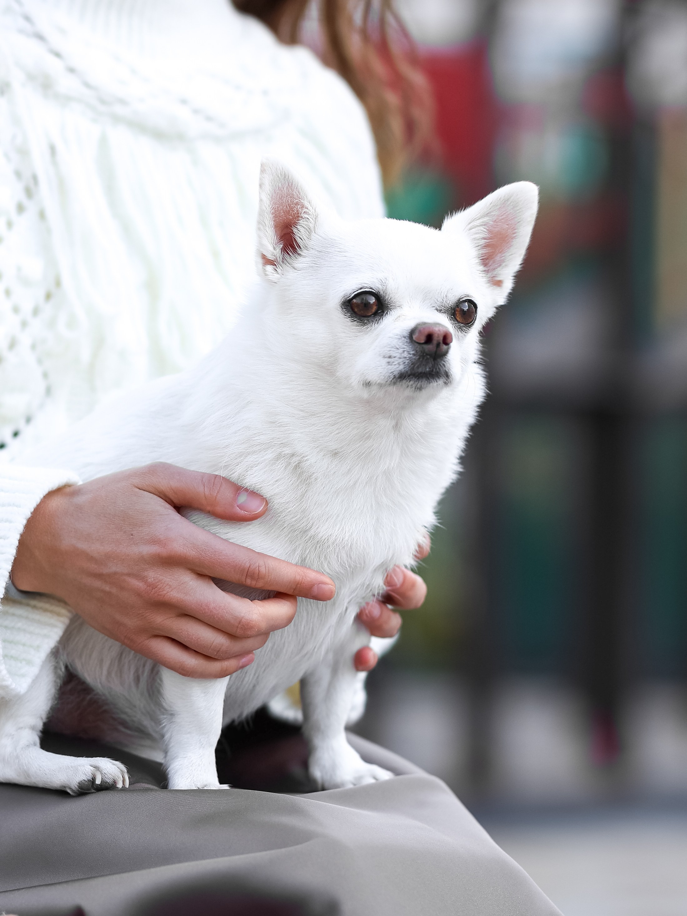 Зефир и Алена. Фотограф-анималист в Москве Кириллова Татьяна