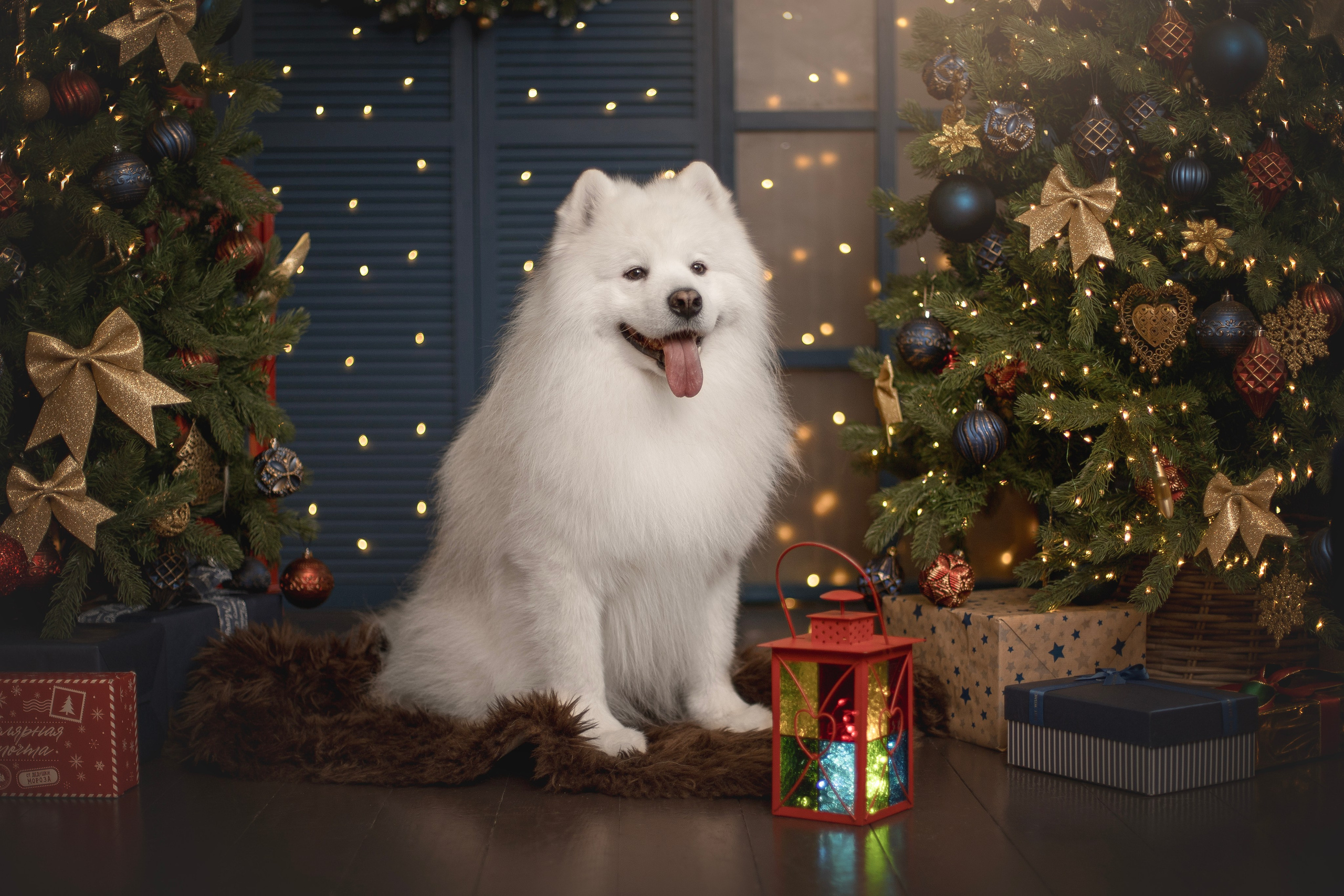 Пушистые самоедские драконы в студии. Фотограф анималист в Москве Майорова Евгения