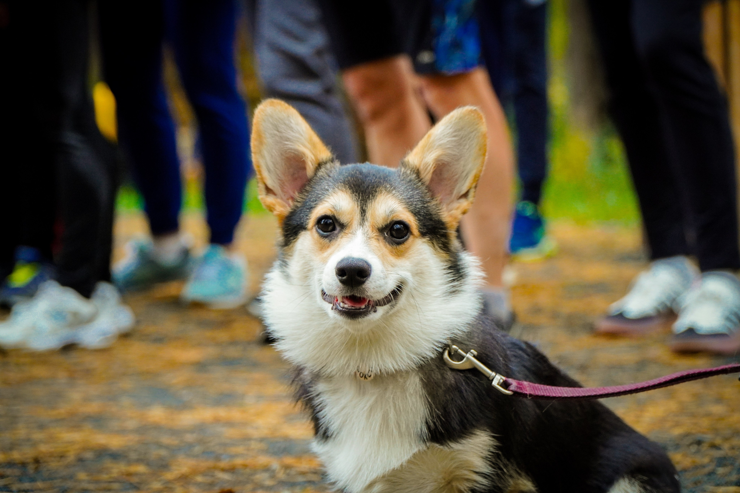 100-й забег 5 вёрст Томилинский. Роман Капилюшов. Бег. Фото. Видео. г. Люберцы