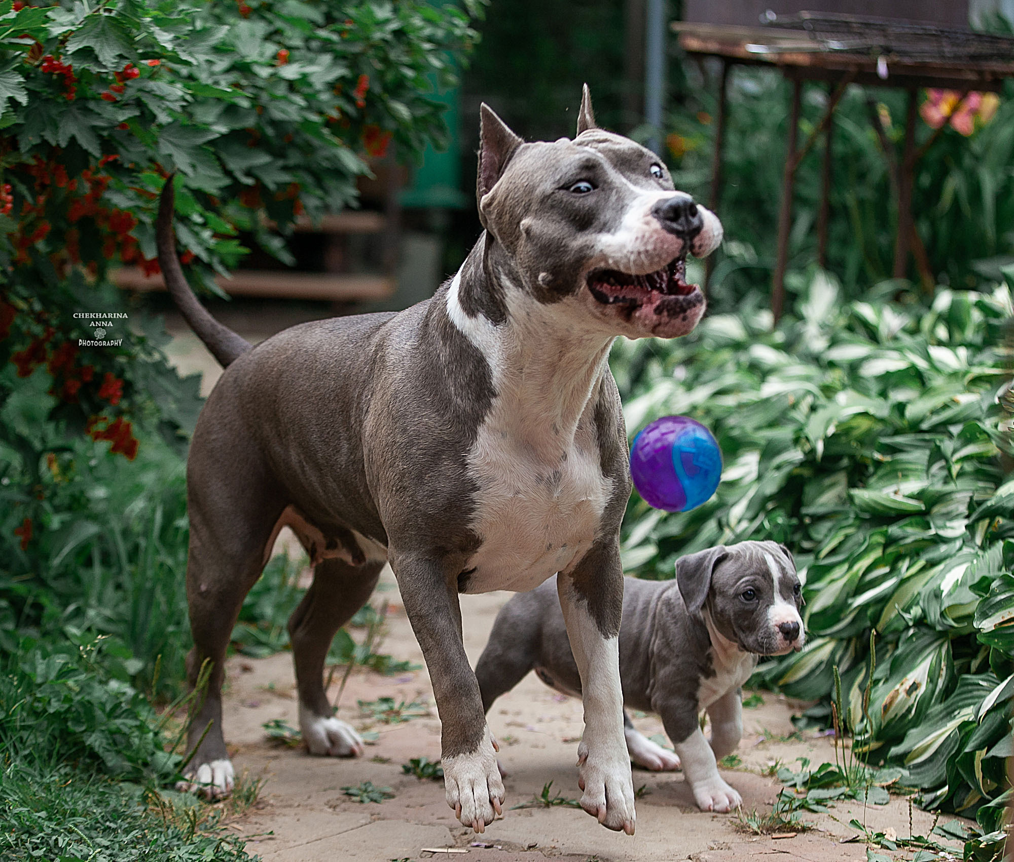 Анималистика. Профессиональный фотограф Чехарина Анна / pro photographer Chekharina