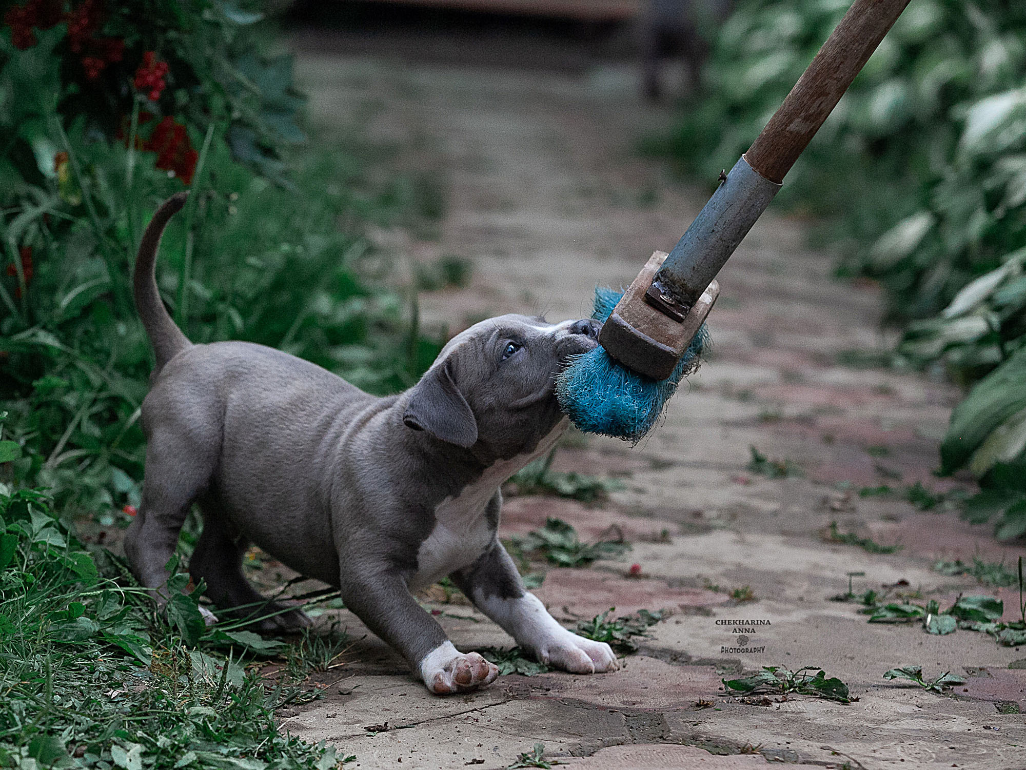 Анималистика. Профессиональный фотограф Чехарина Анна / pro photographer Chekharina