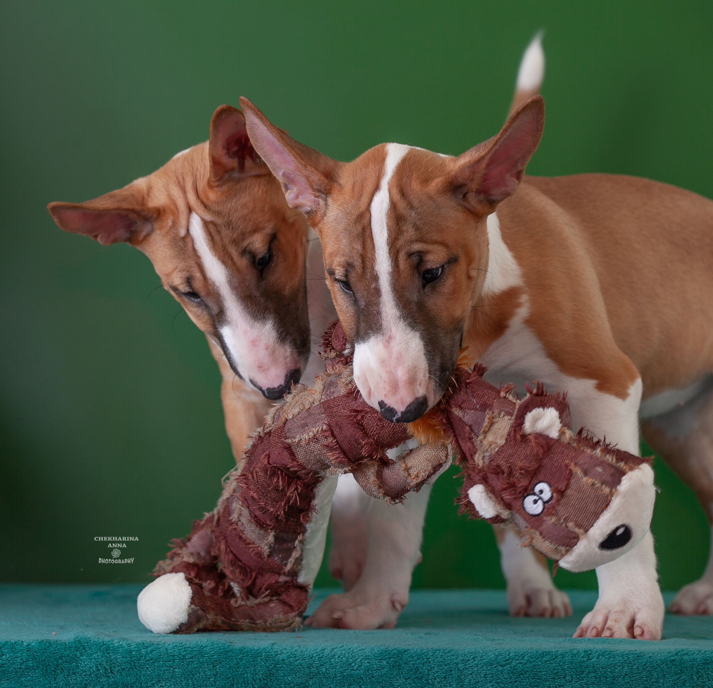 Анималистика. Профессиональный фотограф Чехарина Анна / pro photographer Chekharina