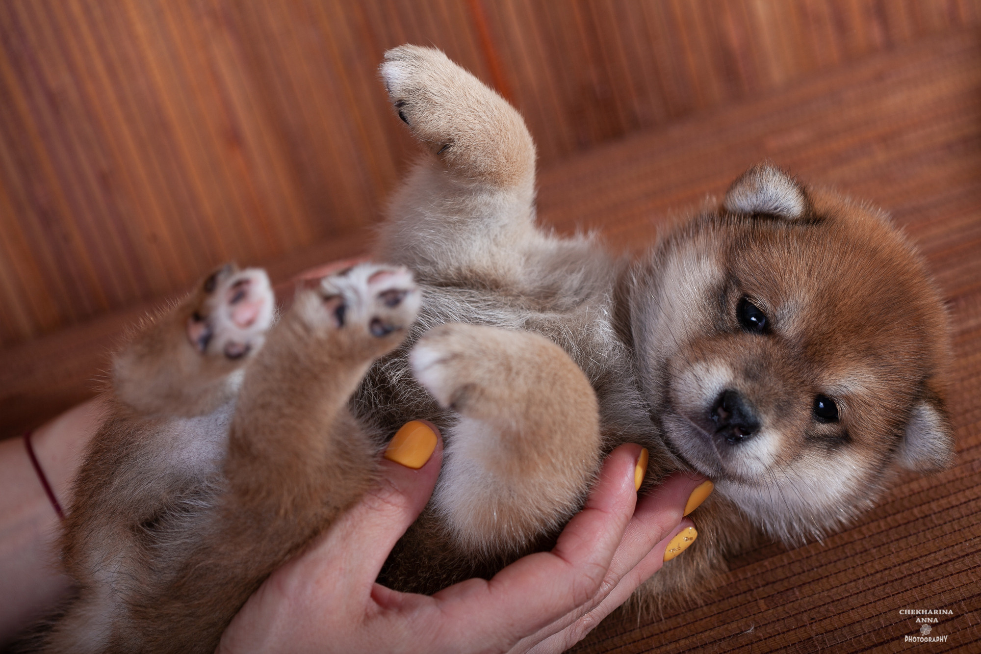 Анималистика. Профессиональный фотограф Чехарина Анна / pro photographer Chekharina