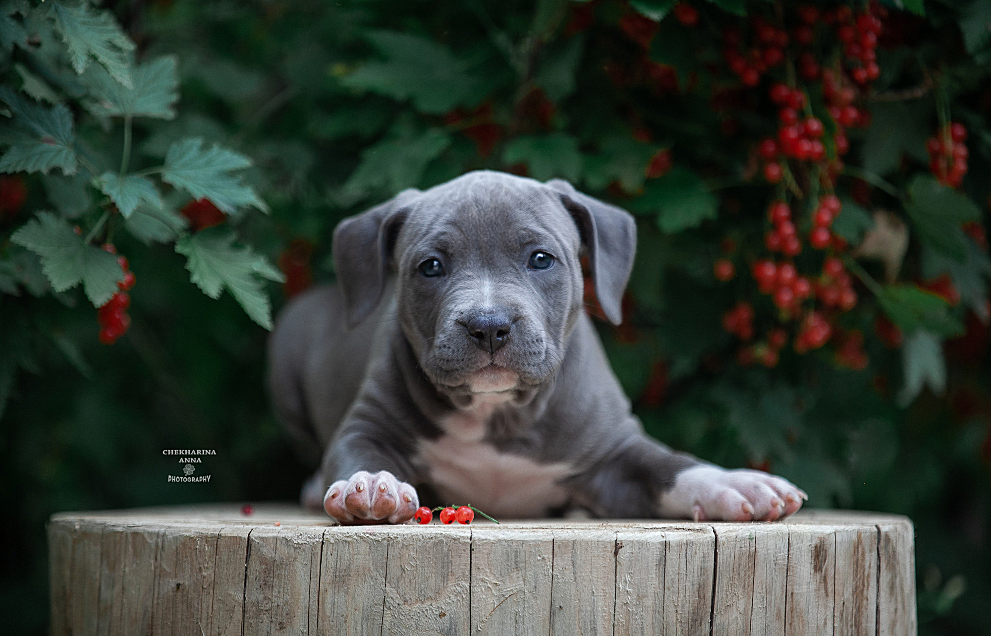 Анималистика. Профессиональный фотограф Чехарина Анна / pro photographer Chekharina