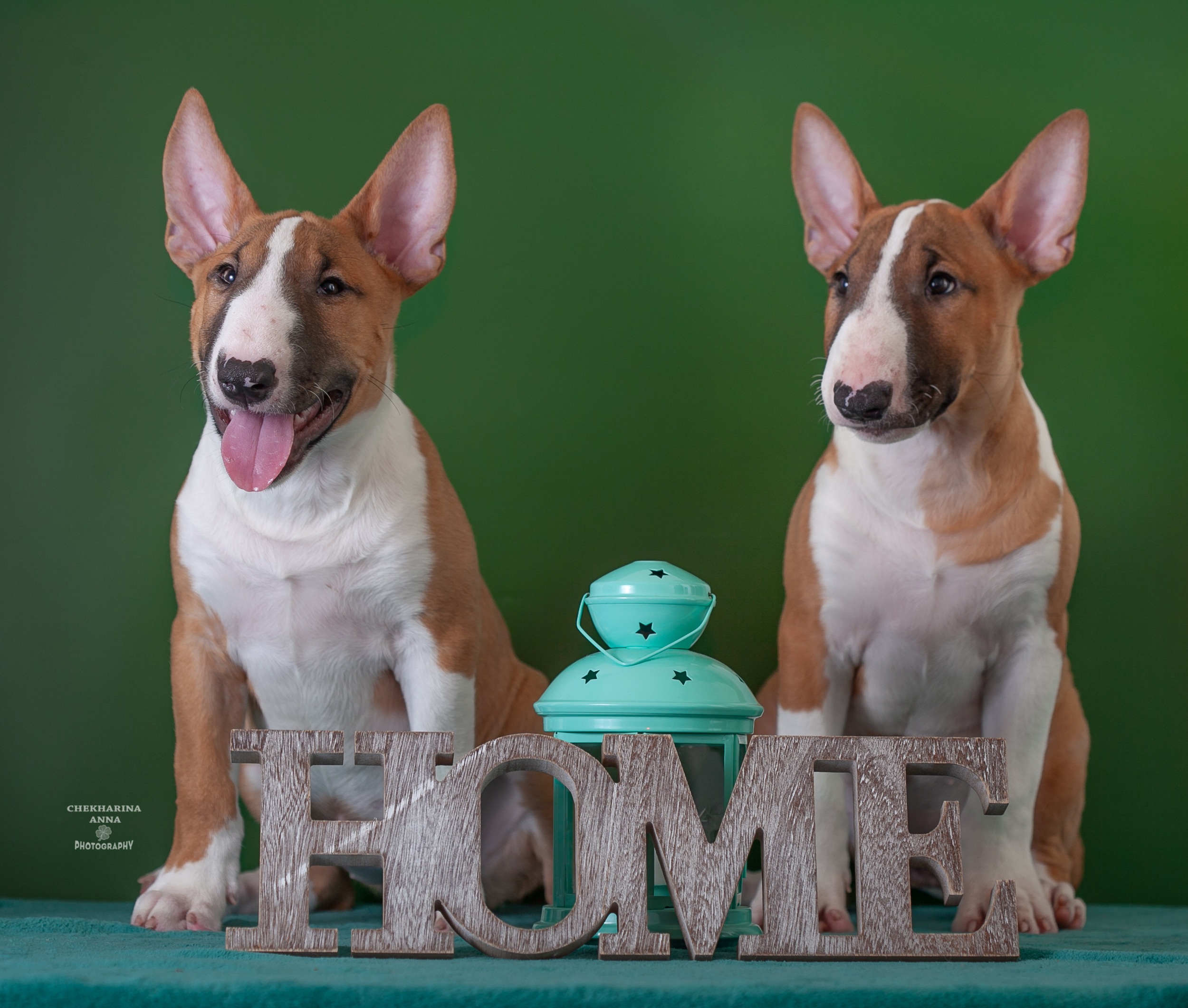 Анималистика. Профессиональный фотограф Чехарина Анна / pro photographer Chekharina