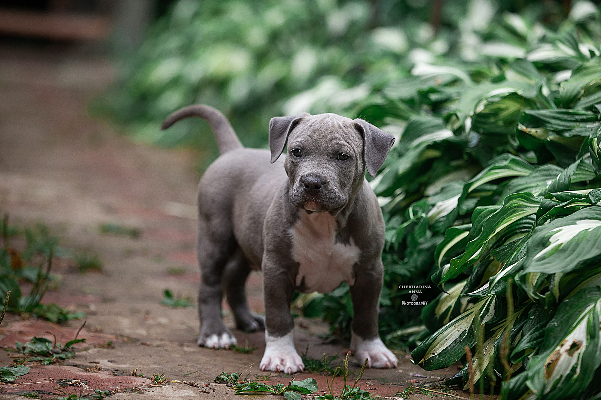 Анималистика. Профессиональный фотограф Чехарина Анна / pro photographer Chekharina