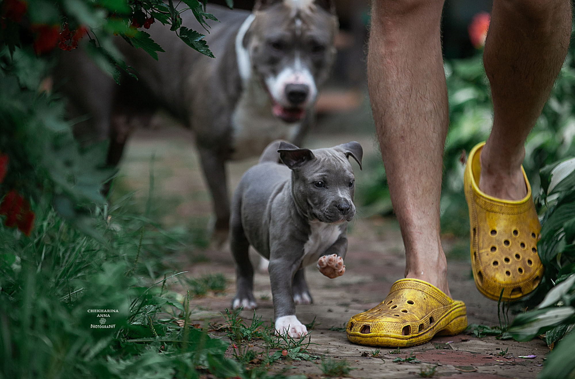 Анималистика. Профессиональный фотограф Чехарина Анна / pro photographer Chekharina