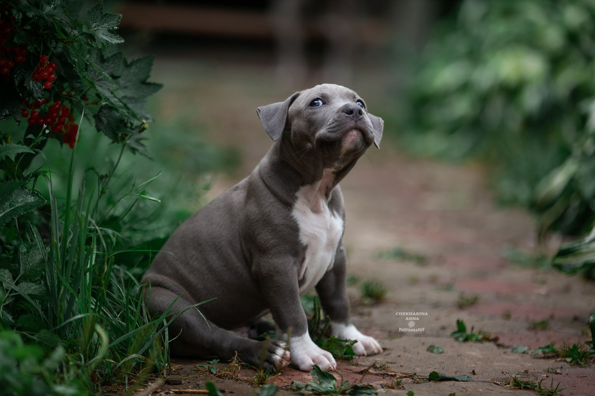 Анималистика. Профессиональный фотограф Чехарина Анна / pro photographer Chekharina