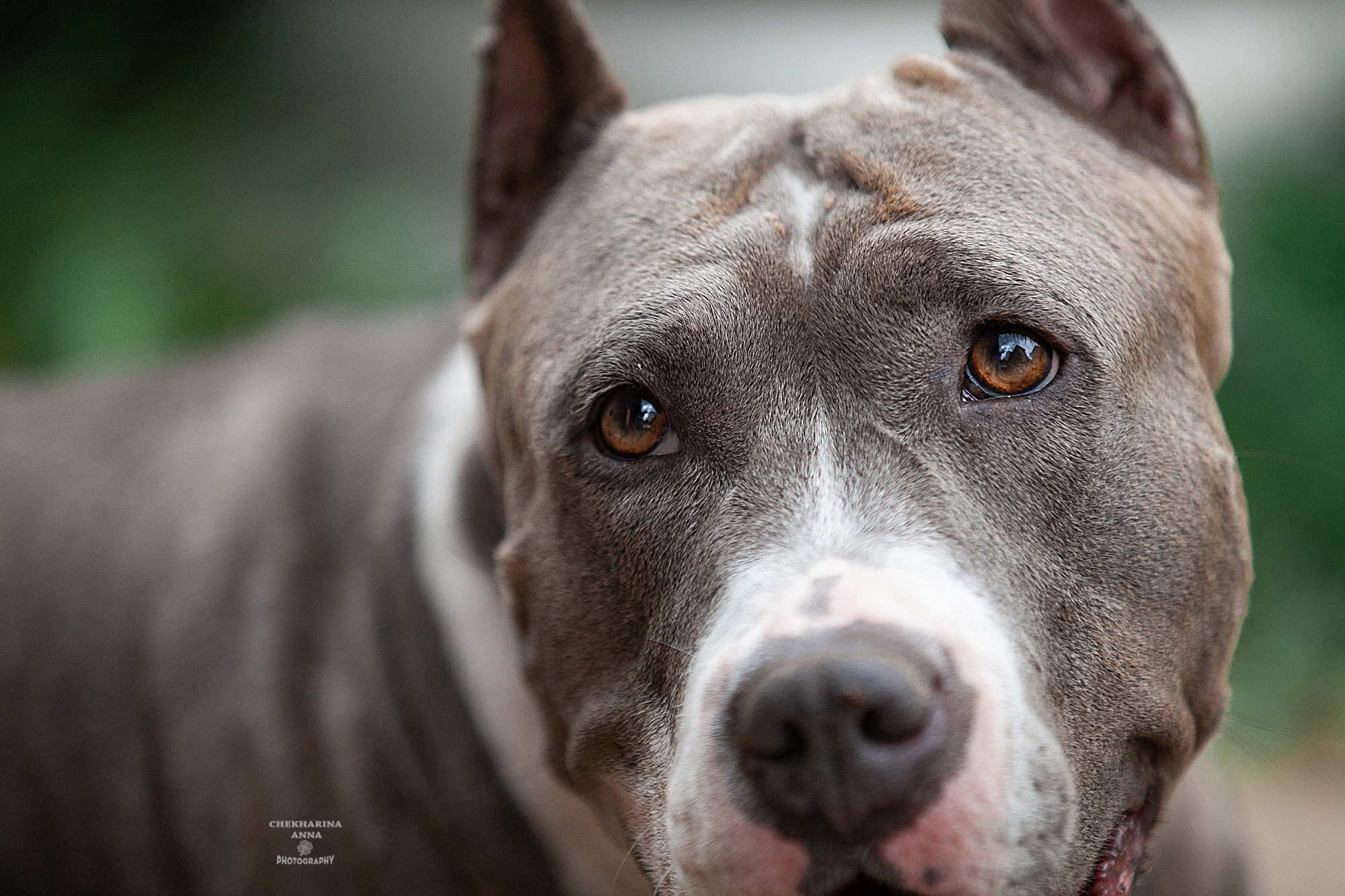 Анималистика. Профессиональный фотограф Чехарина Анна / pro photographer Chekharina