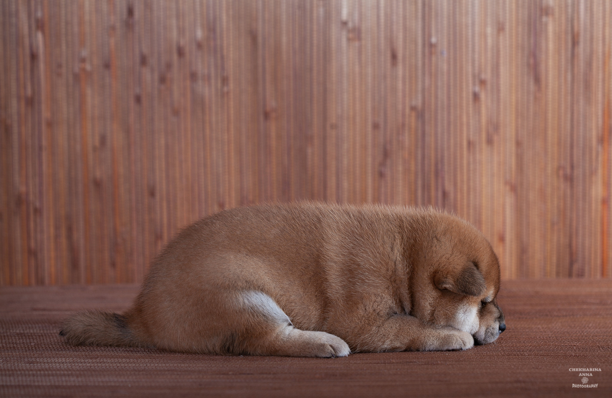 Анималистика. Профессиональный фотограф Чехарина Анна / pro photographer Chekharina