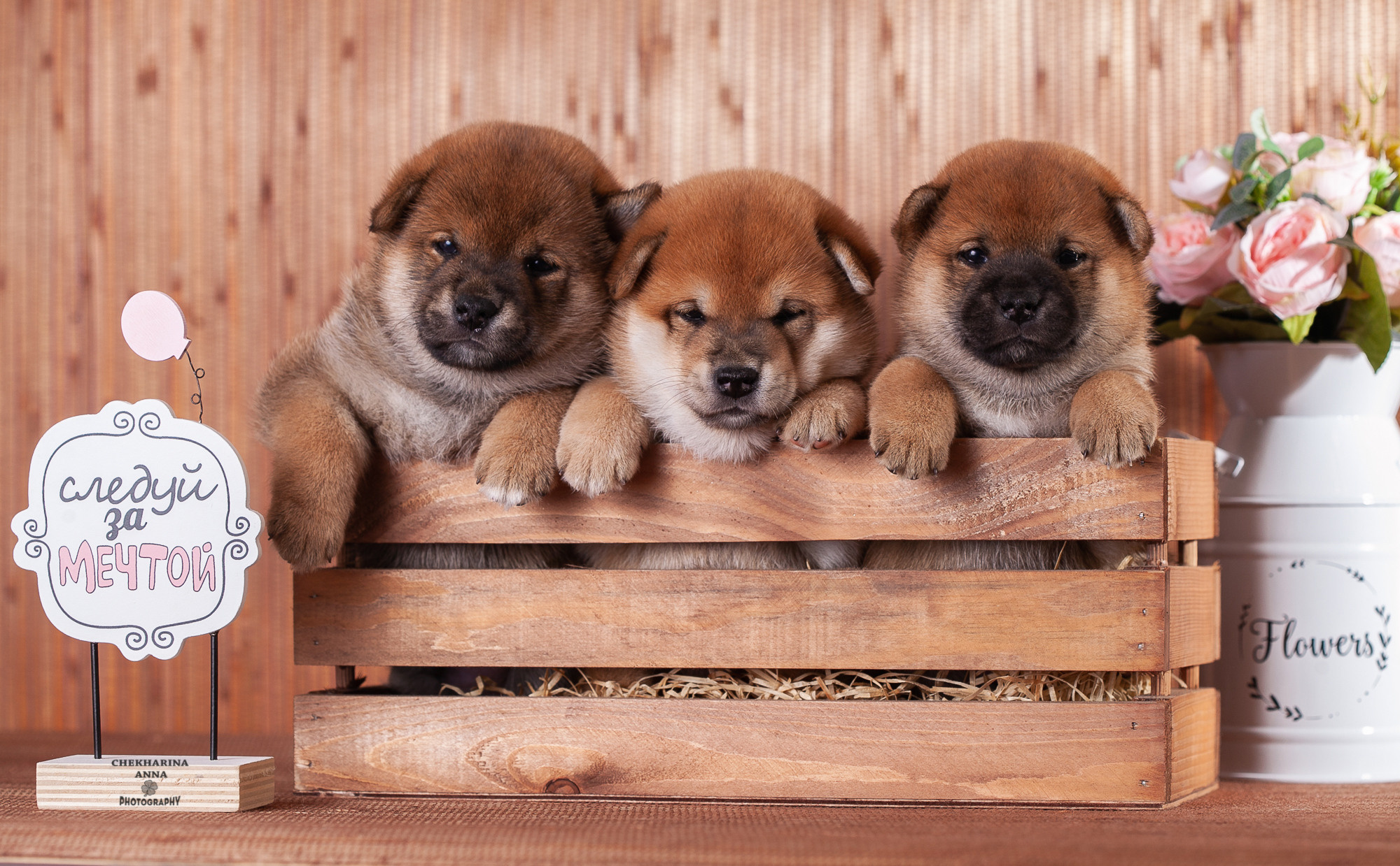 Анималистика. Профессиональный фотограф Чехарина Анна / pro photographer Chekharina