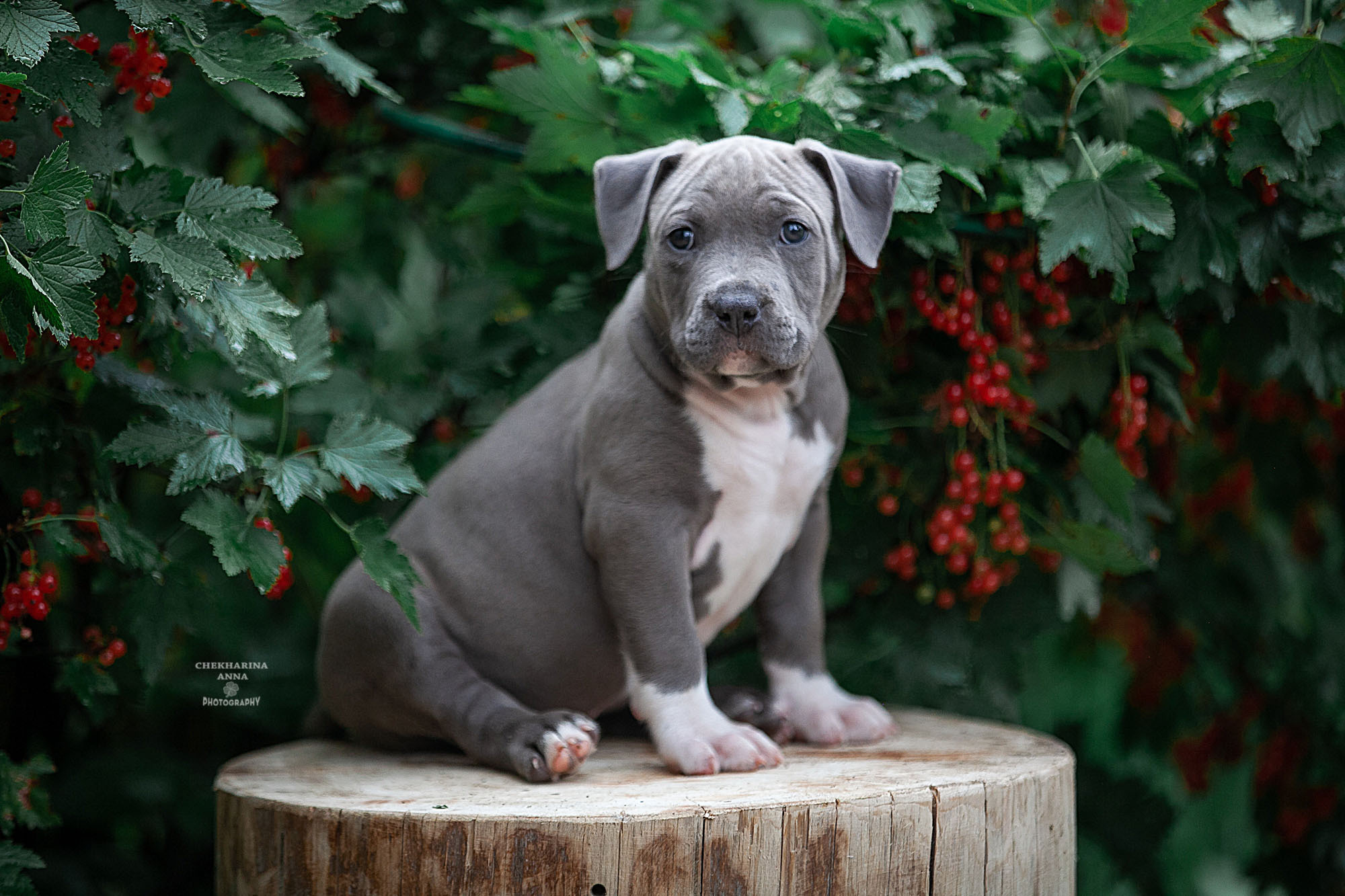 Анималистика. Профессиональный фотограф Чехарина Анна / pro photographer Chekharina