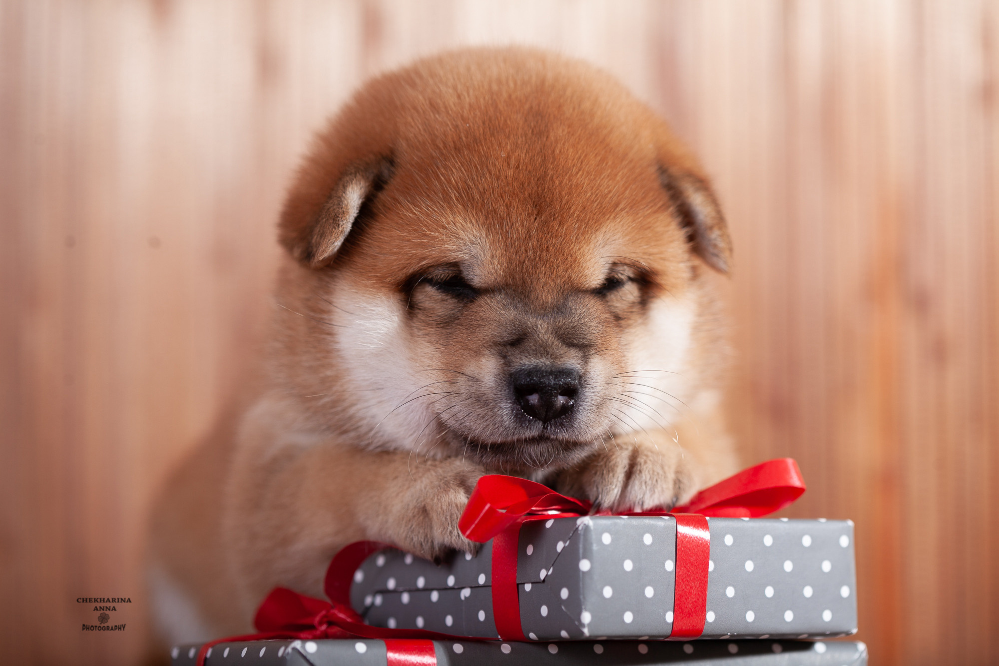 Анималистика. Профессиональный фотограф Чехарина Анна / pro photographer Chekharina