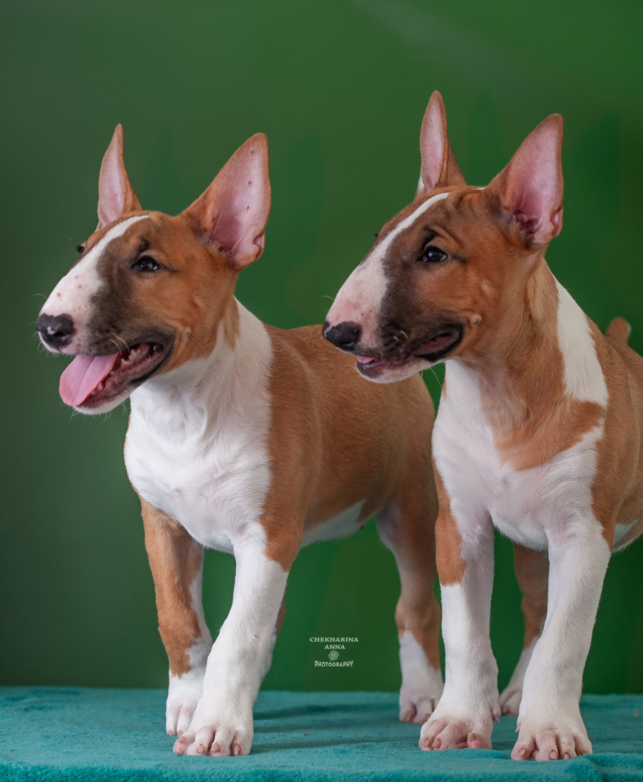 Анималистика. Профессиональный фотограф Чехарина Анна / pro photographer Chekharina