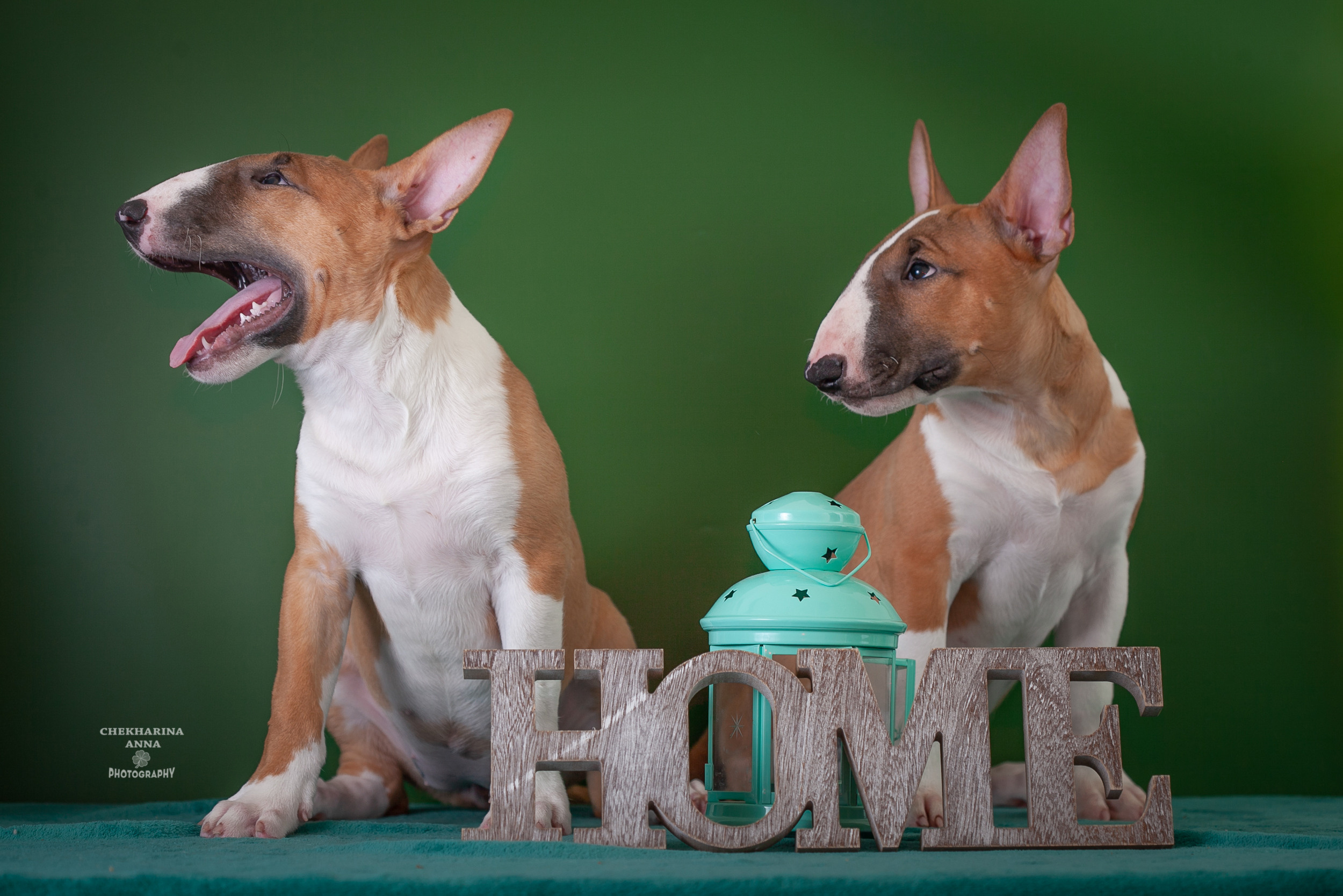 Анималистика. Профессиональный фотограф Чехарина Анна / pro photographer Chekharina