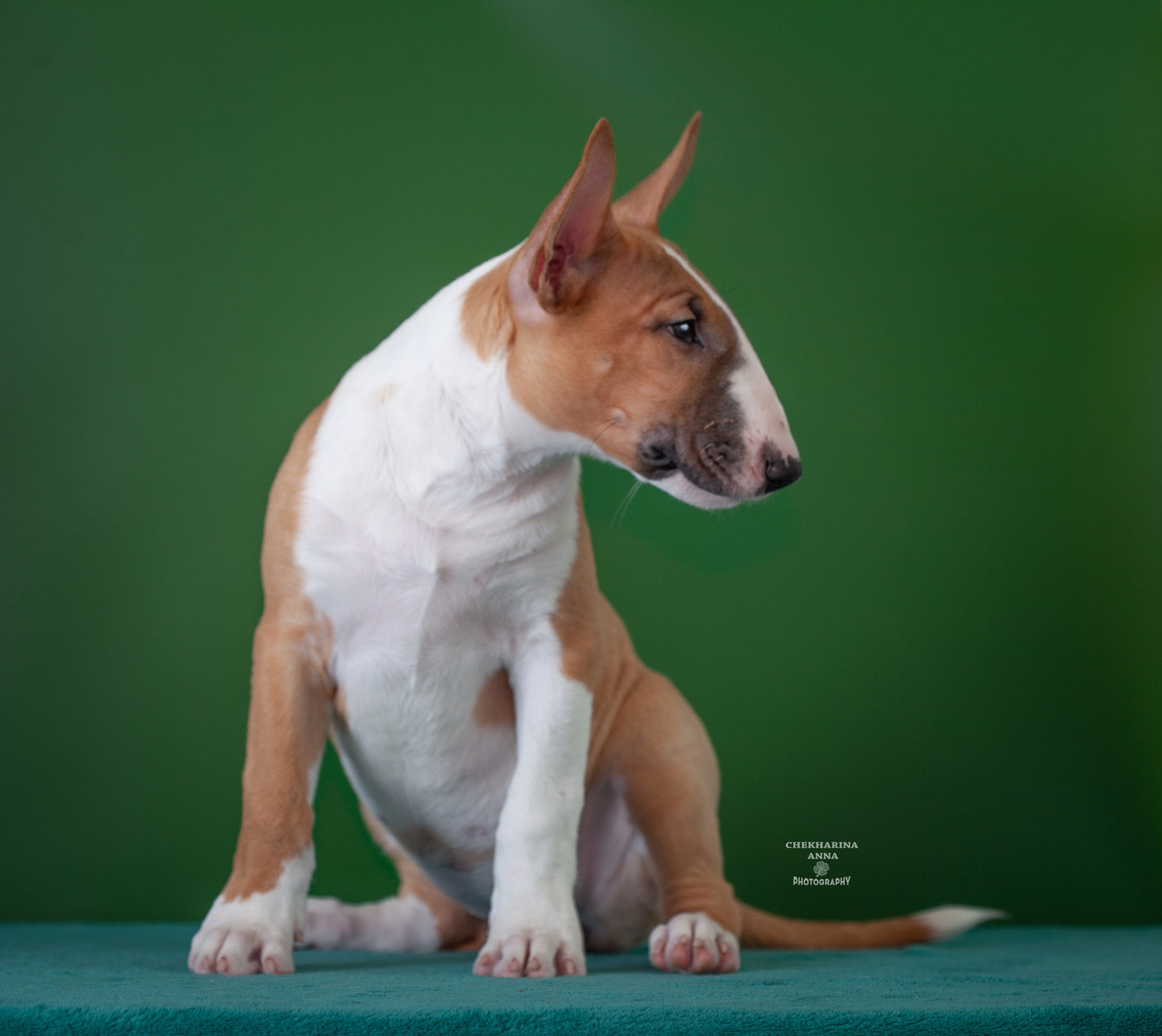 Анималистика. Профессиональный фотограф Чехарина Анна / pro photographer Chekharina