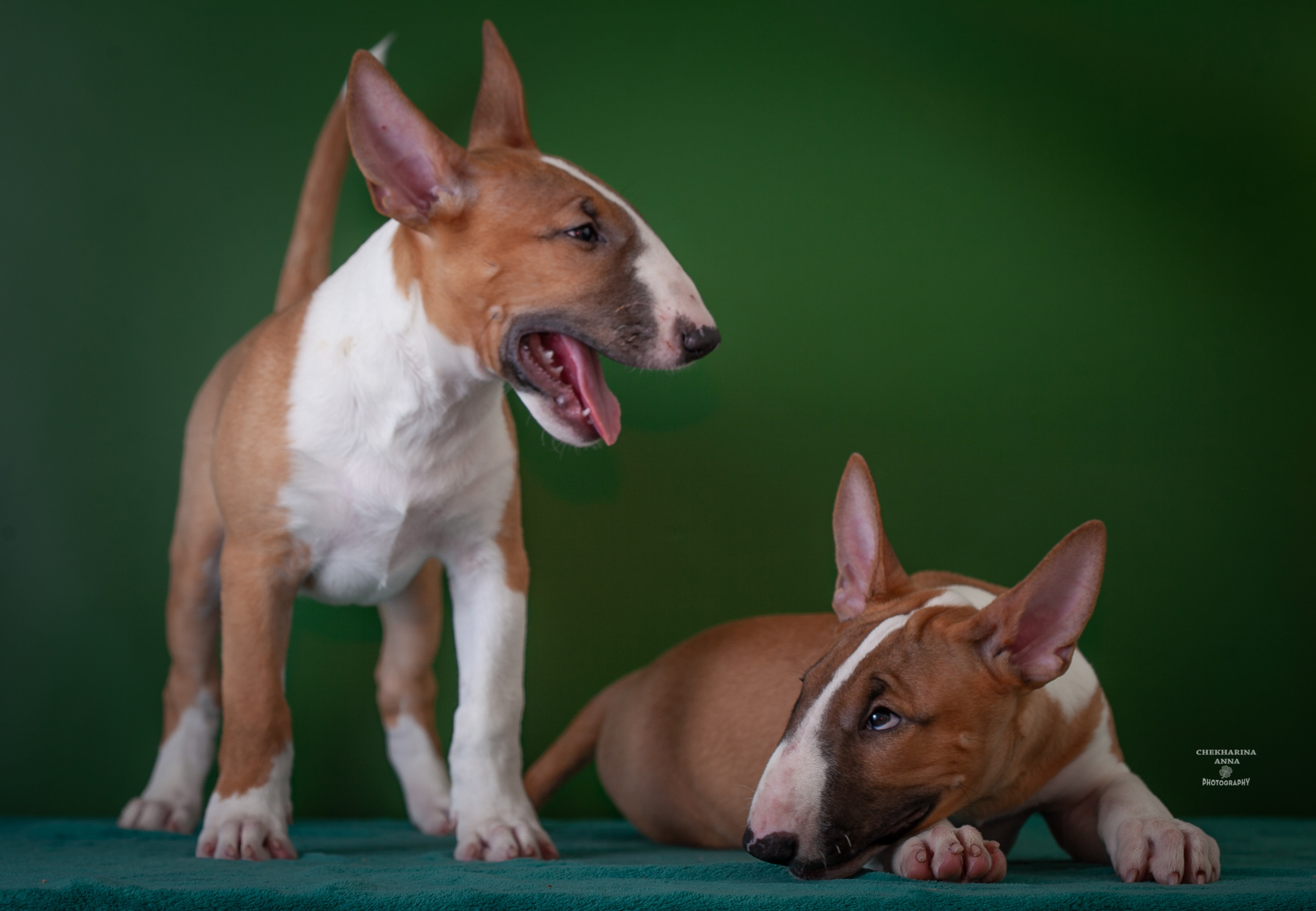 Анималистика. Профессиональный фотограф Чехарина Анна / pro photographer Chekharina