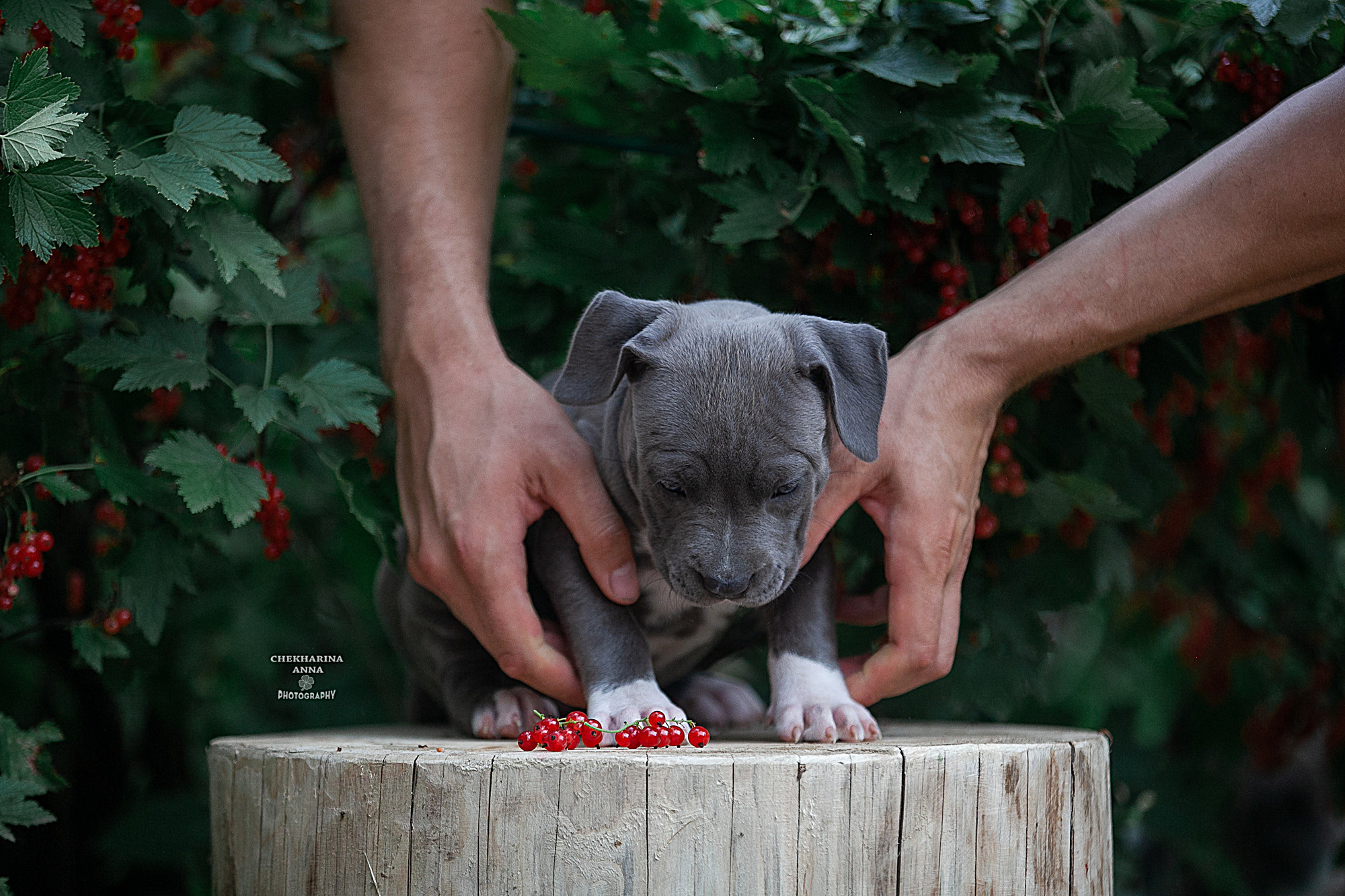 Анималистика. Профессиональный фотограф Чехарина Анна / pro photographer Chekharina