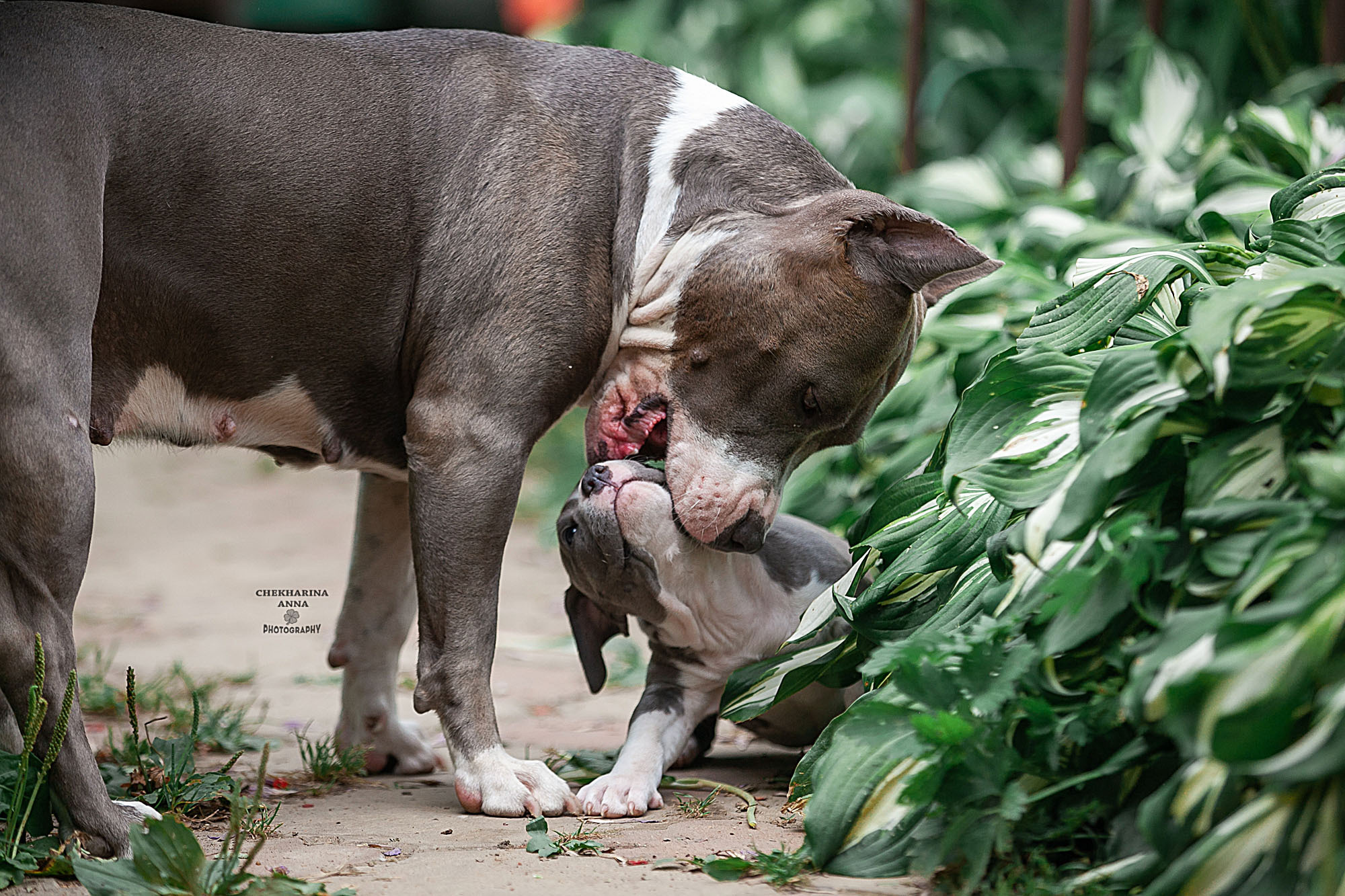 Анималистика. Профессиональный фотограф Чехарина Анна / pro photographer Chekharina