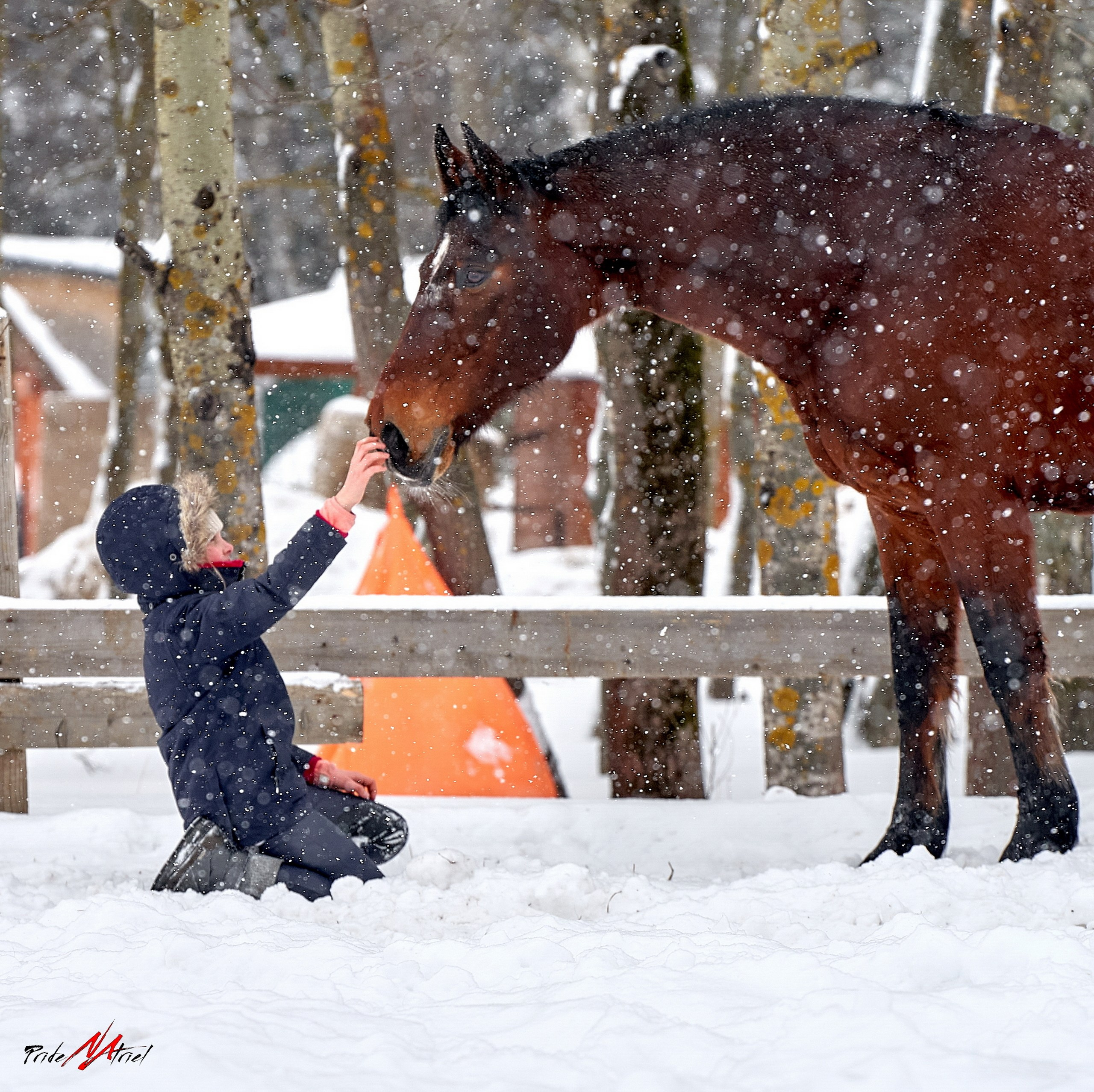 Снимки лошадей — галерея NATRIEL