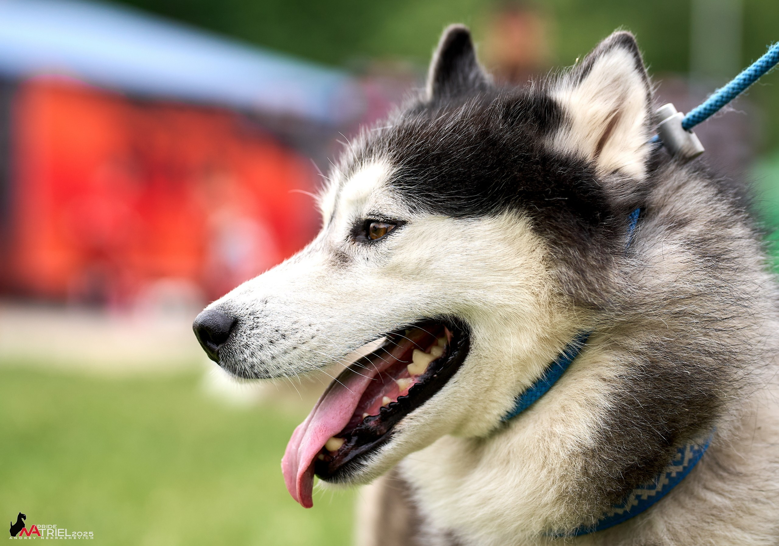 Russian Extreme Dog Trail — 2025