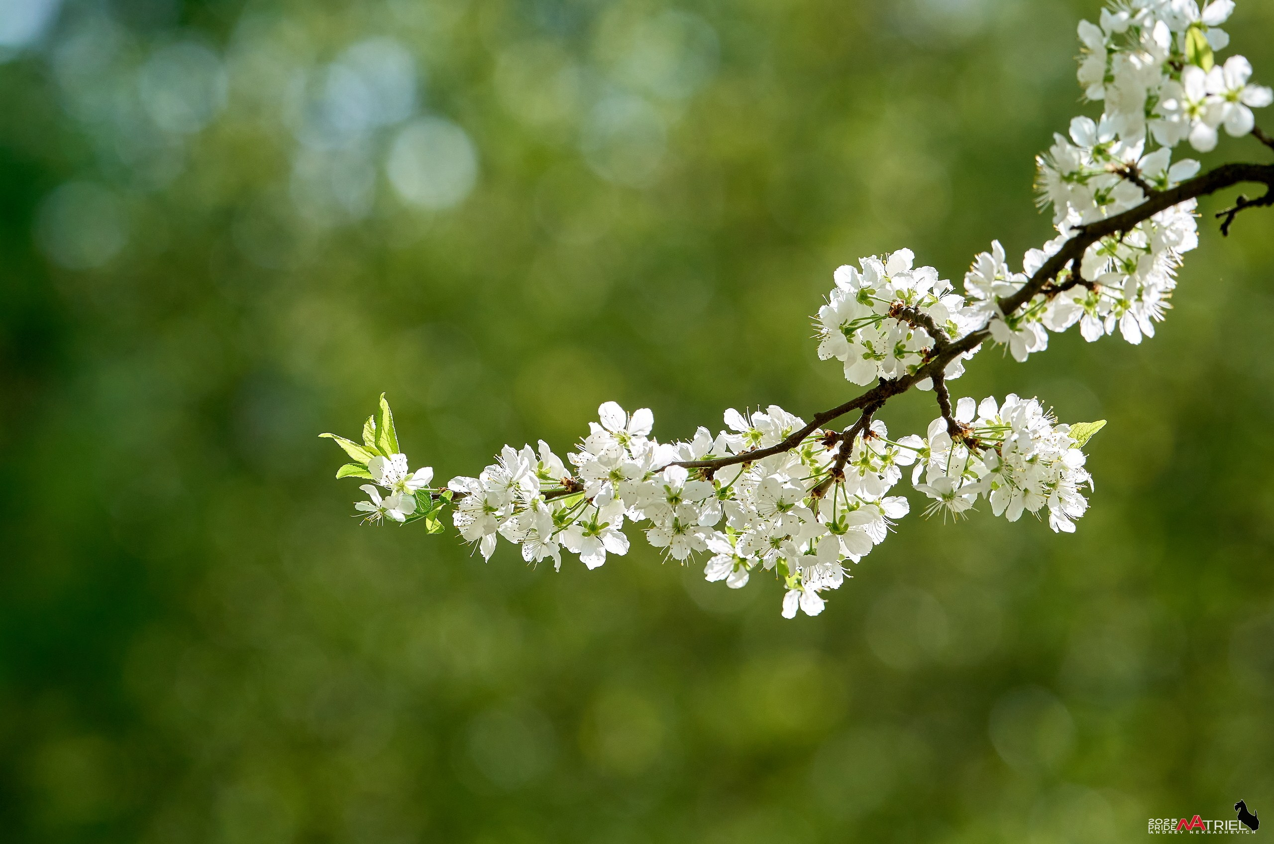 Природа в апреле. Всё в цветении!