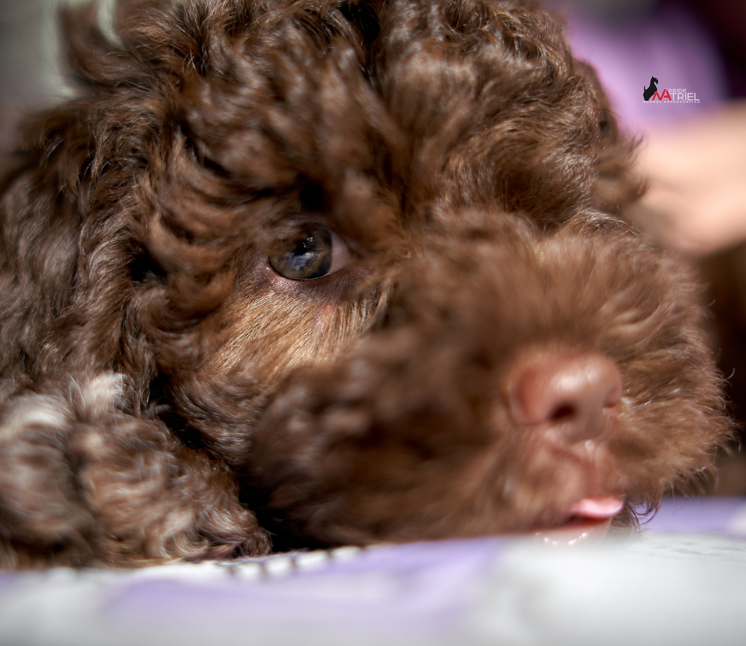 Щенки дома — галерея NATRIEL