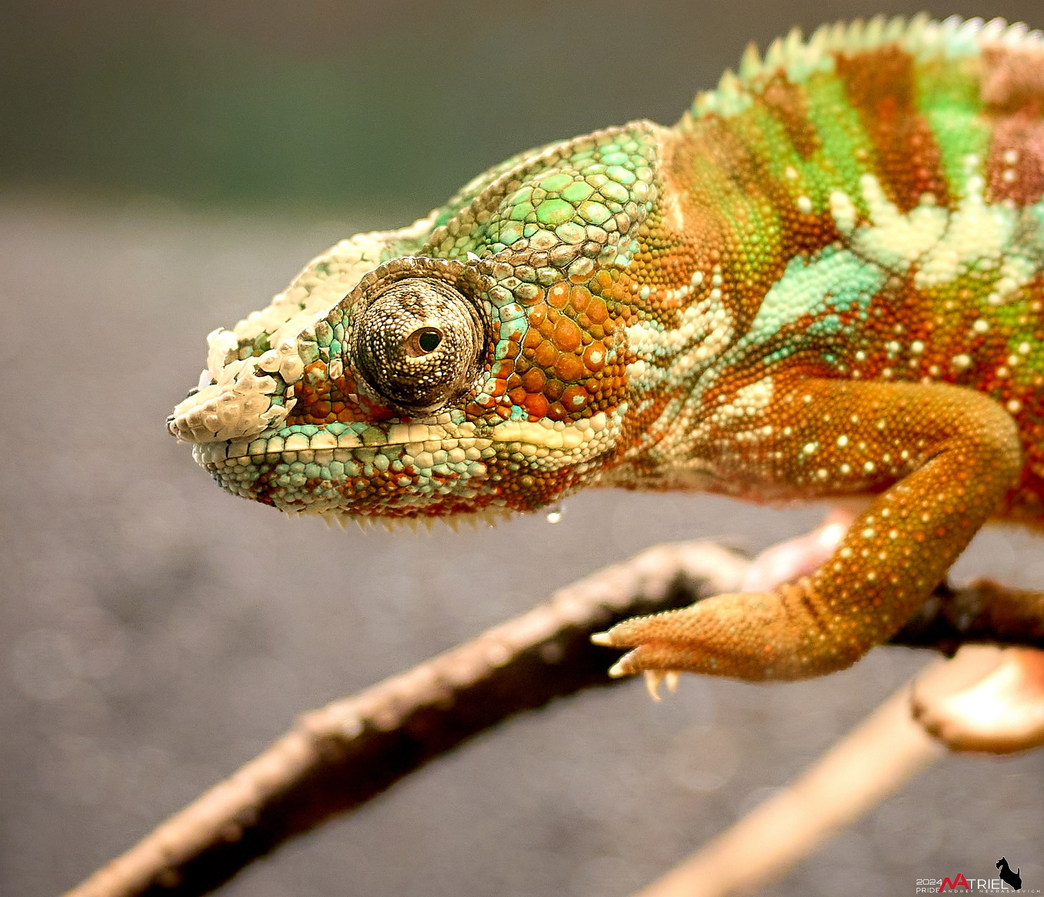 Репортаж с выставки РЕПТИЛИУМ-2024