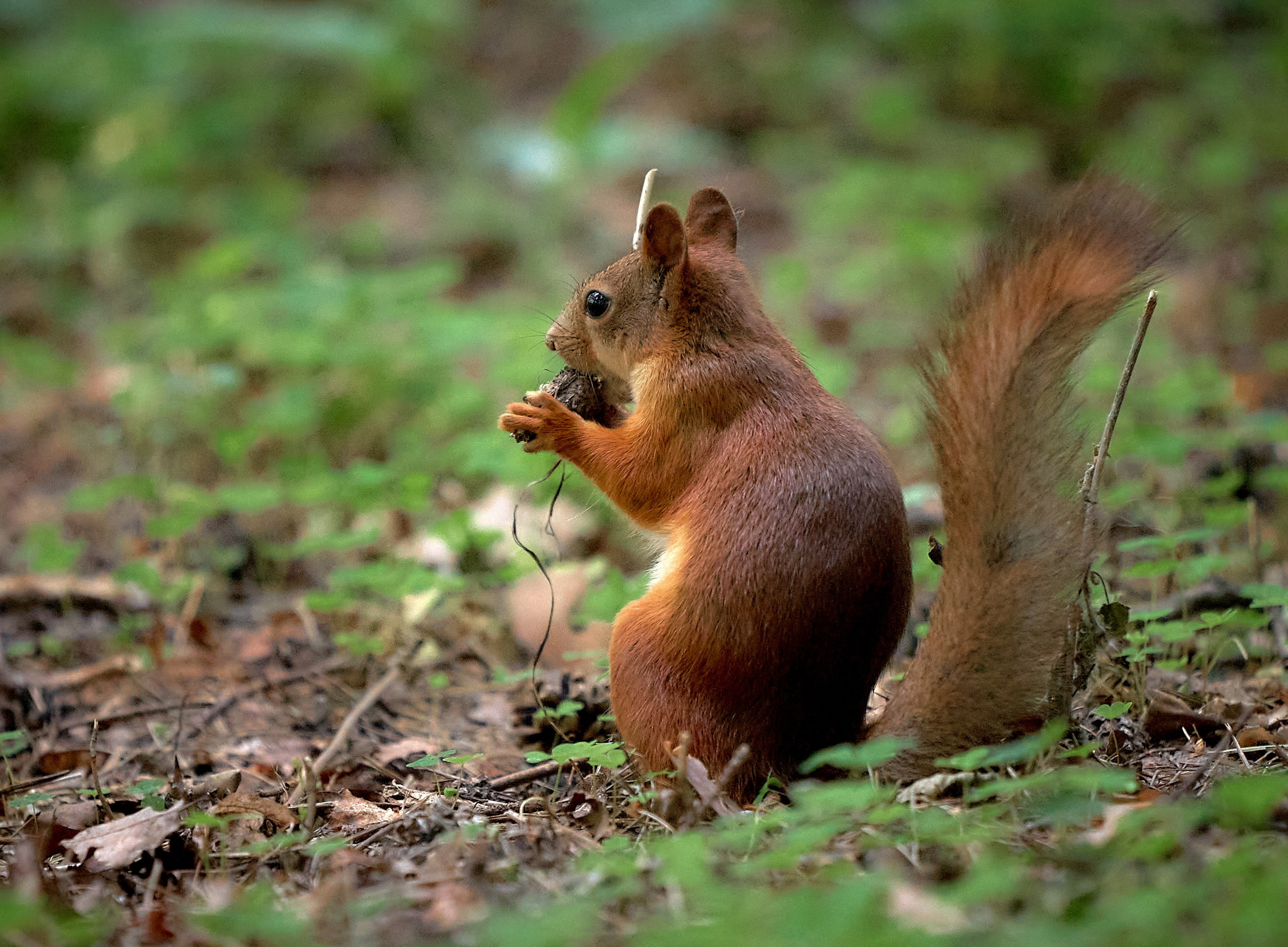 Животные — галерея NATRIEL