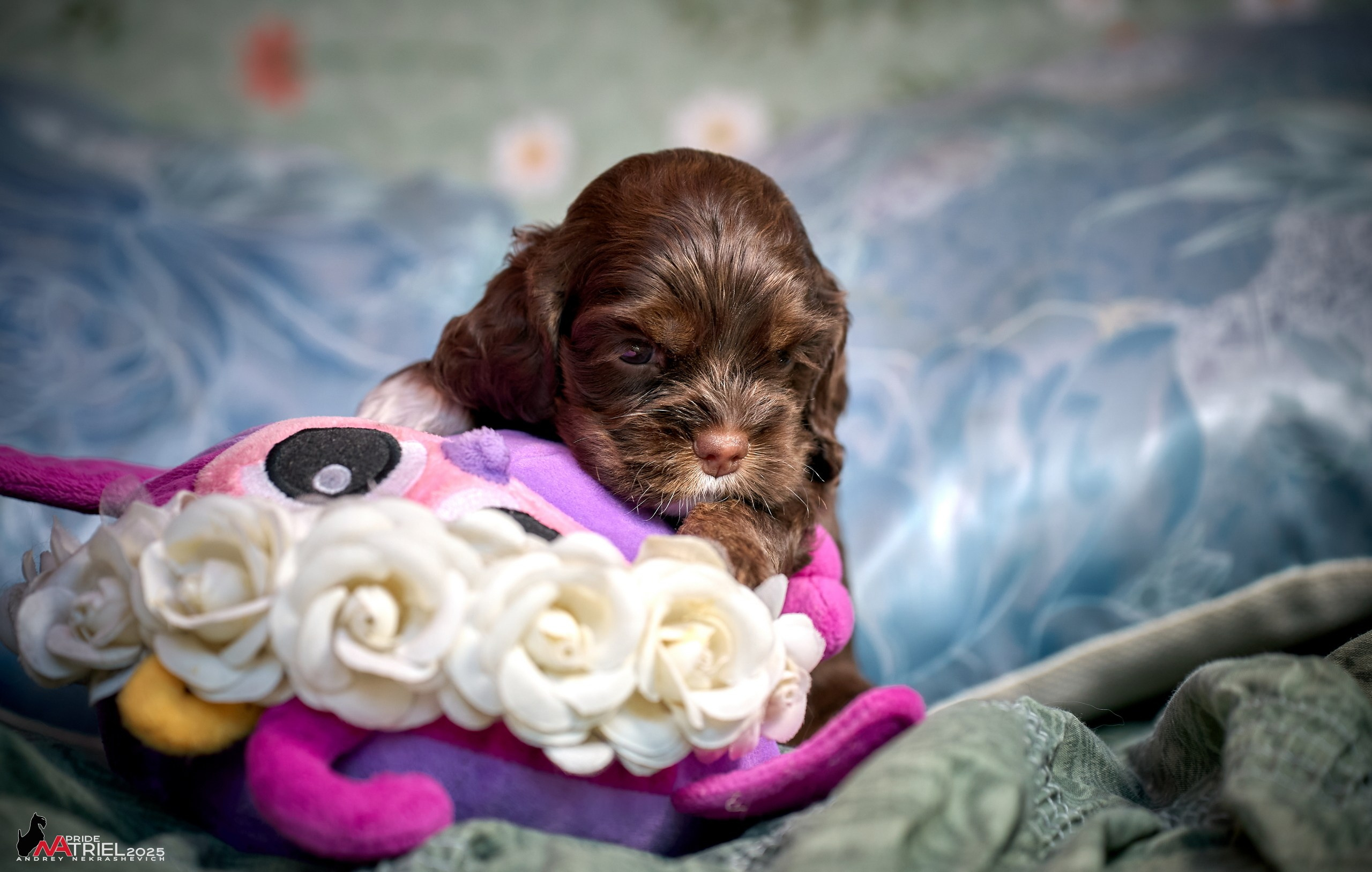 Щенки АмКокеров