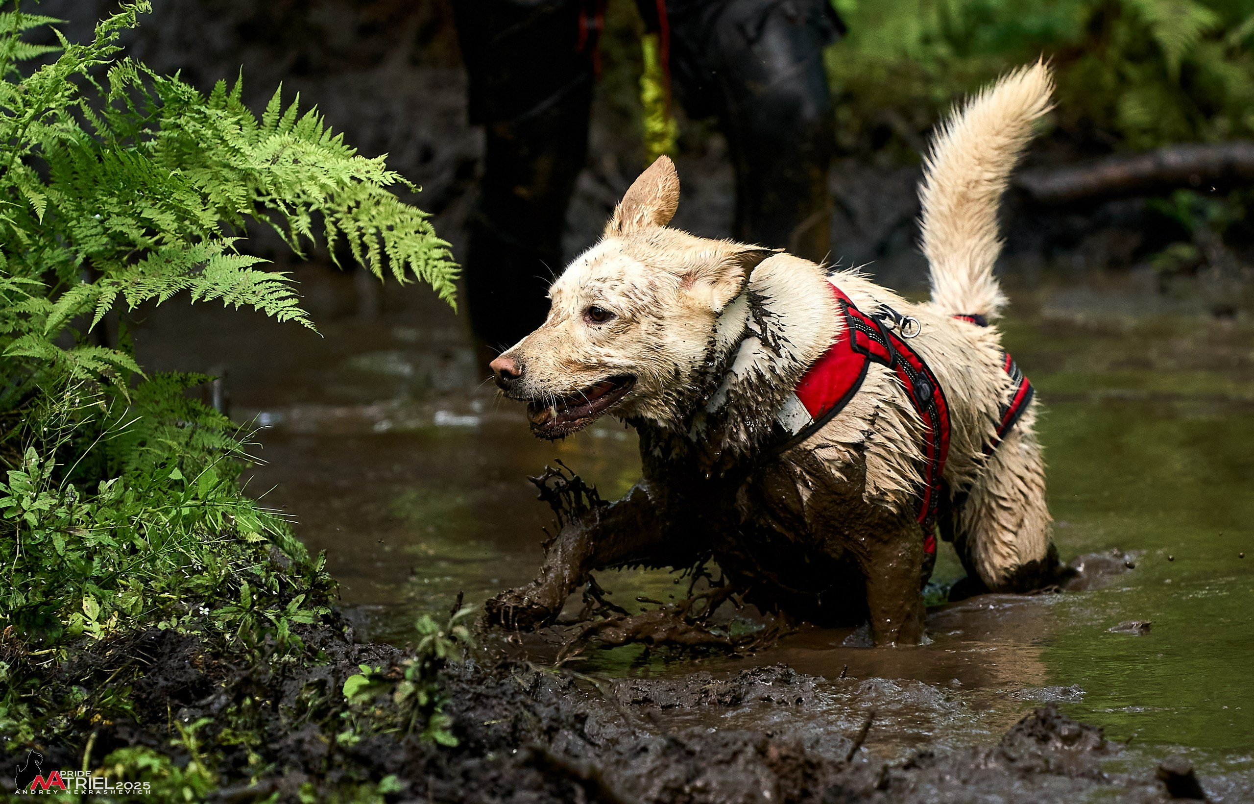 Russian Extreme Dog Trail — 2025
