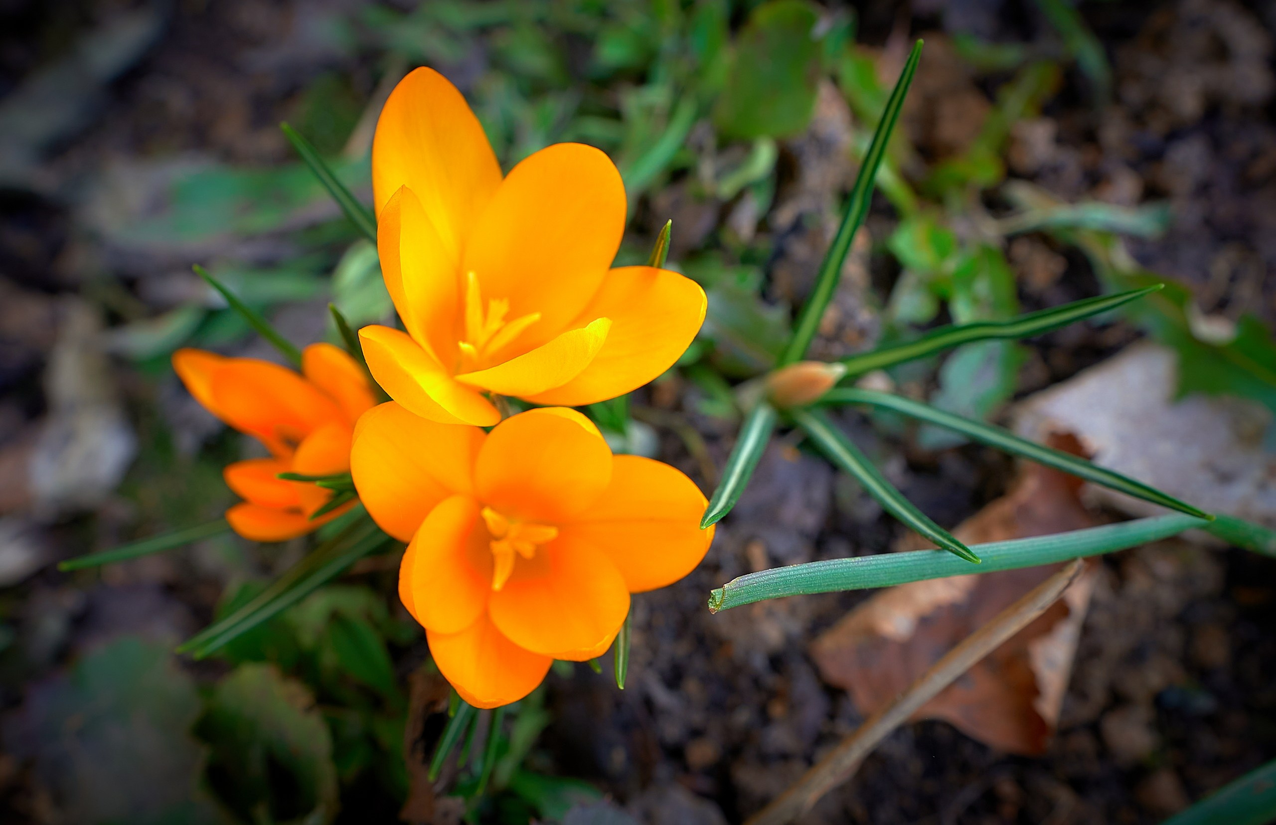 Лютики-цветочки — галерея NATRIEL