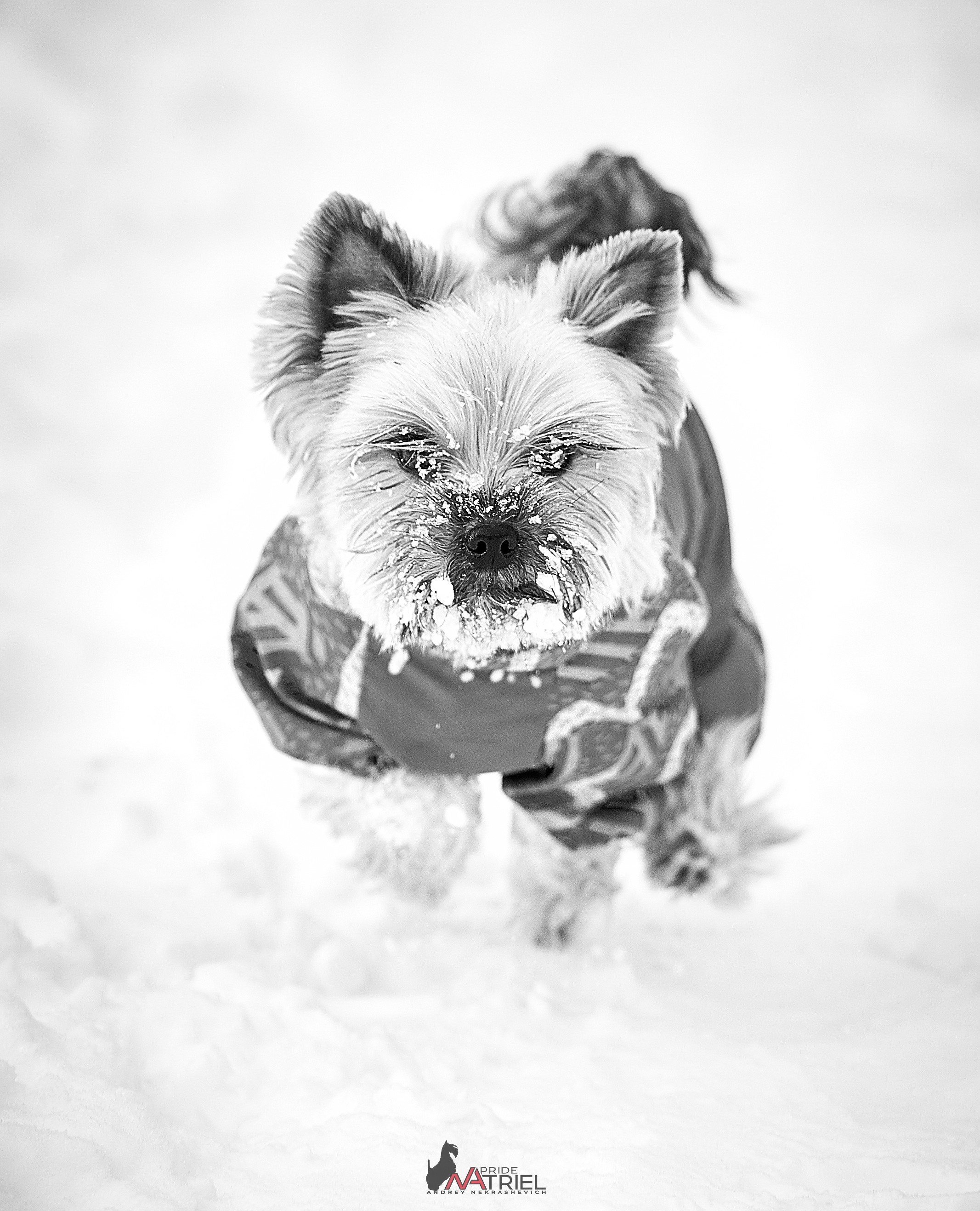 Йоркширский терьер Циля