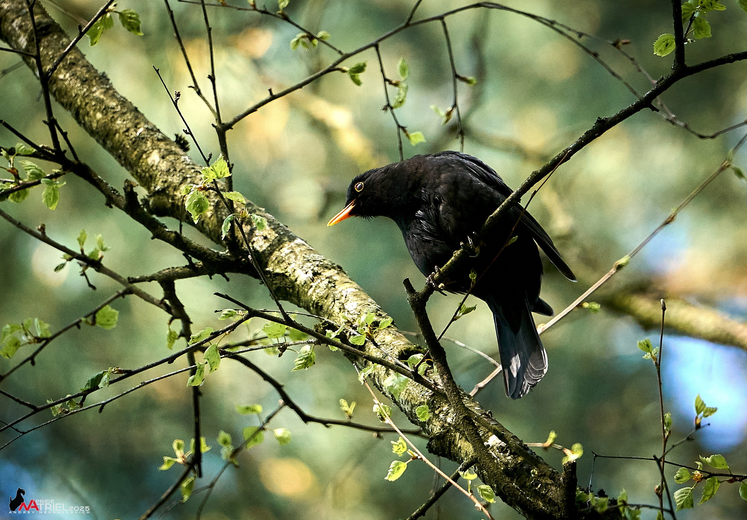 Съемка в майском лесу