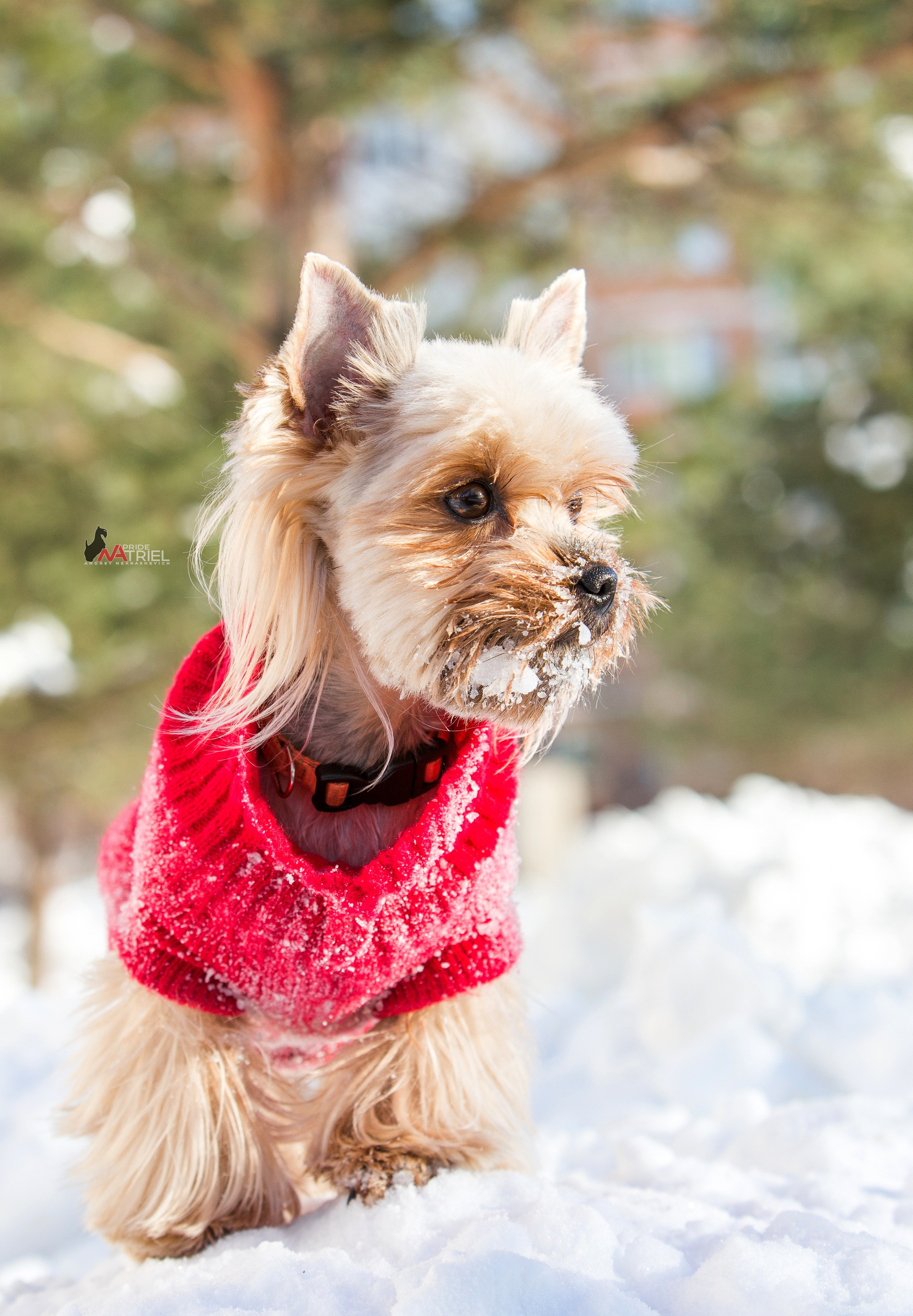 Йоркширский терьер Циля