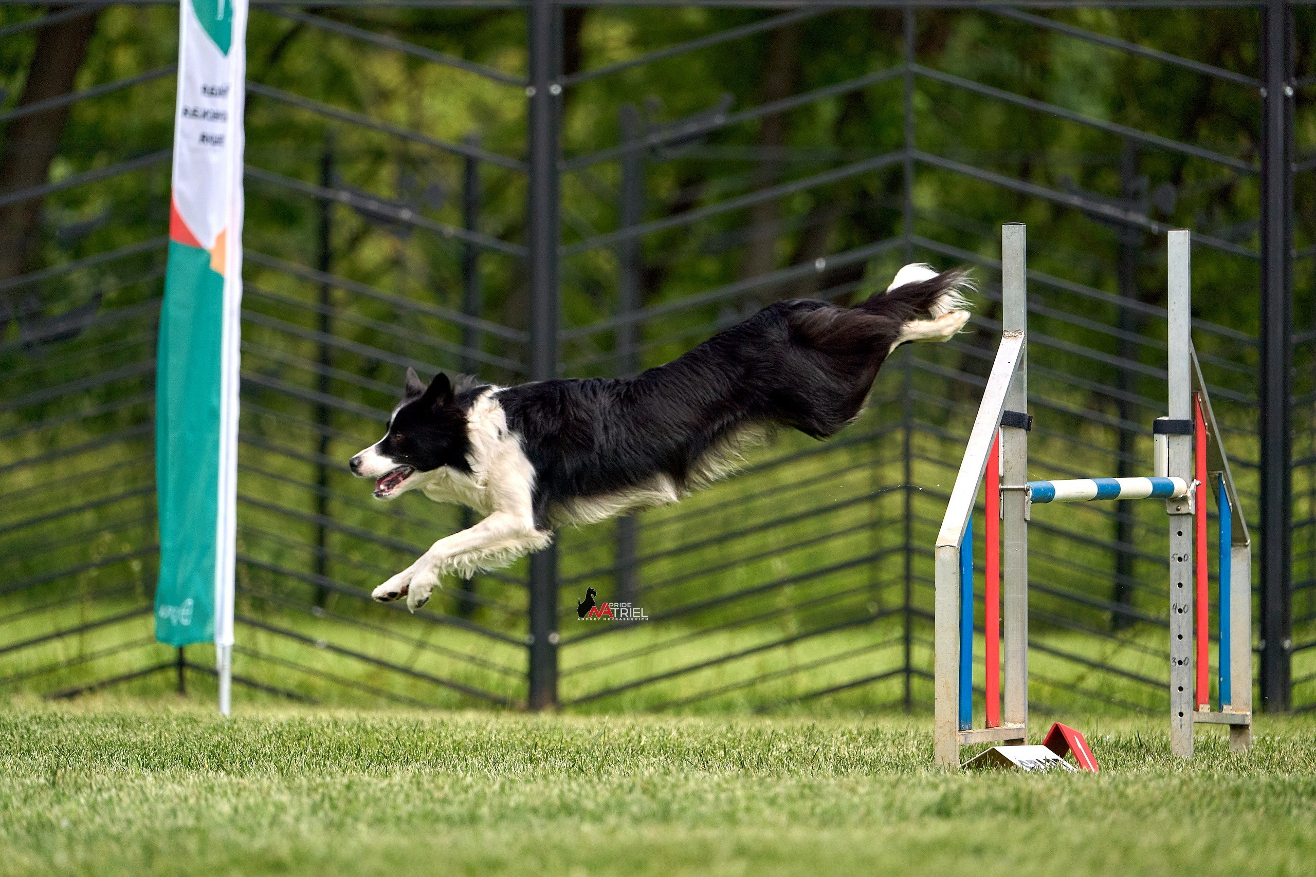 Аджилити — галерея NATRIEL