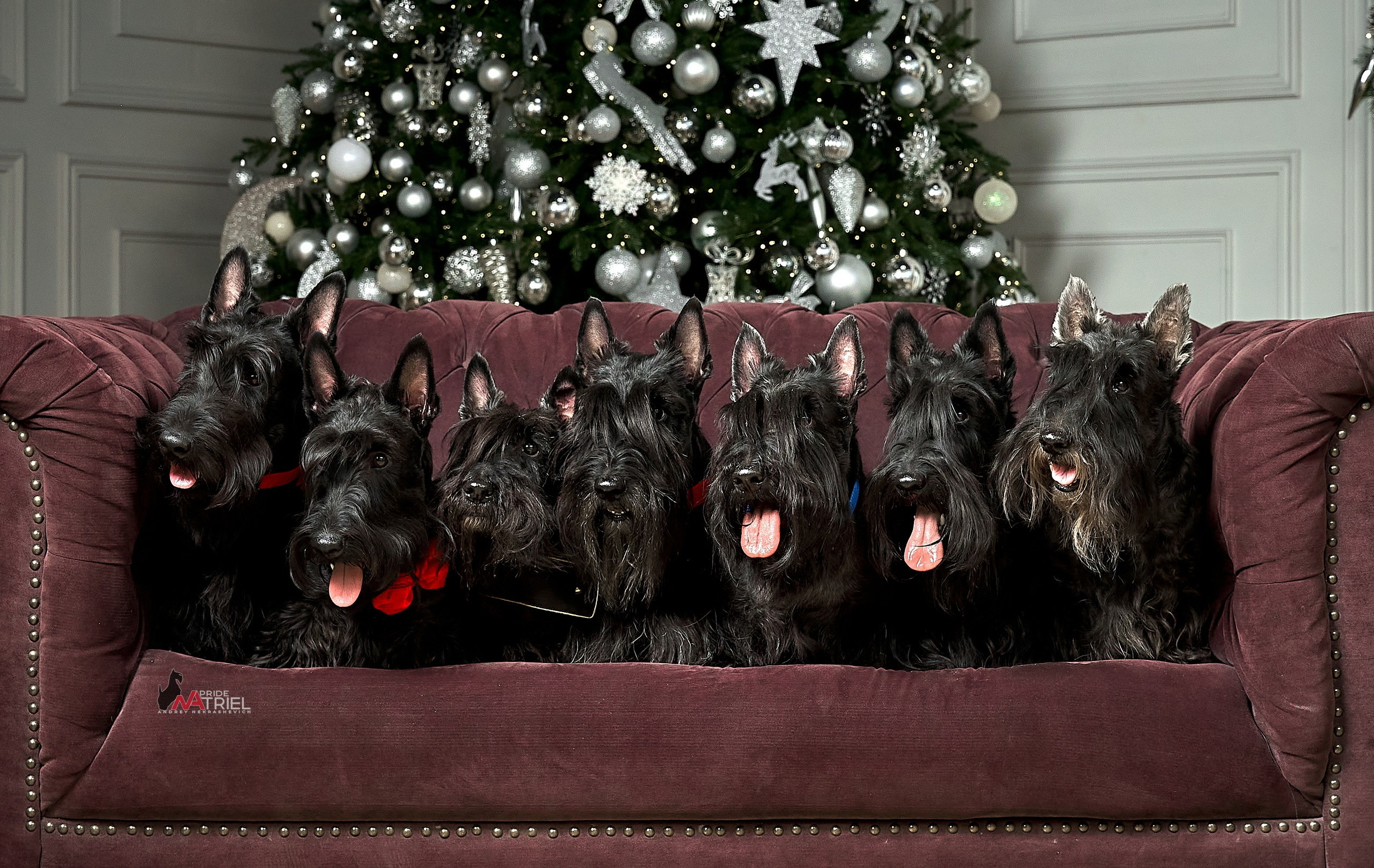 Собаки в студии — галерея NATRIEL