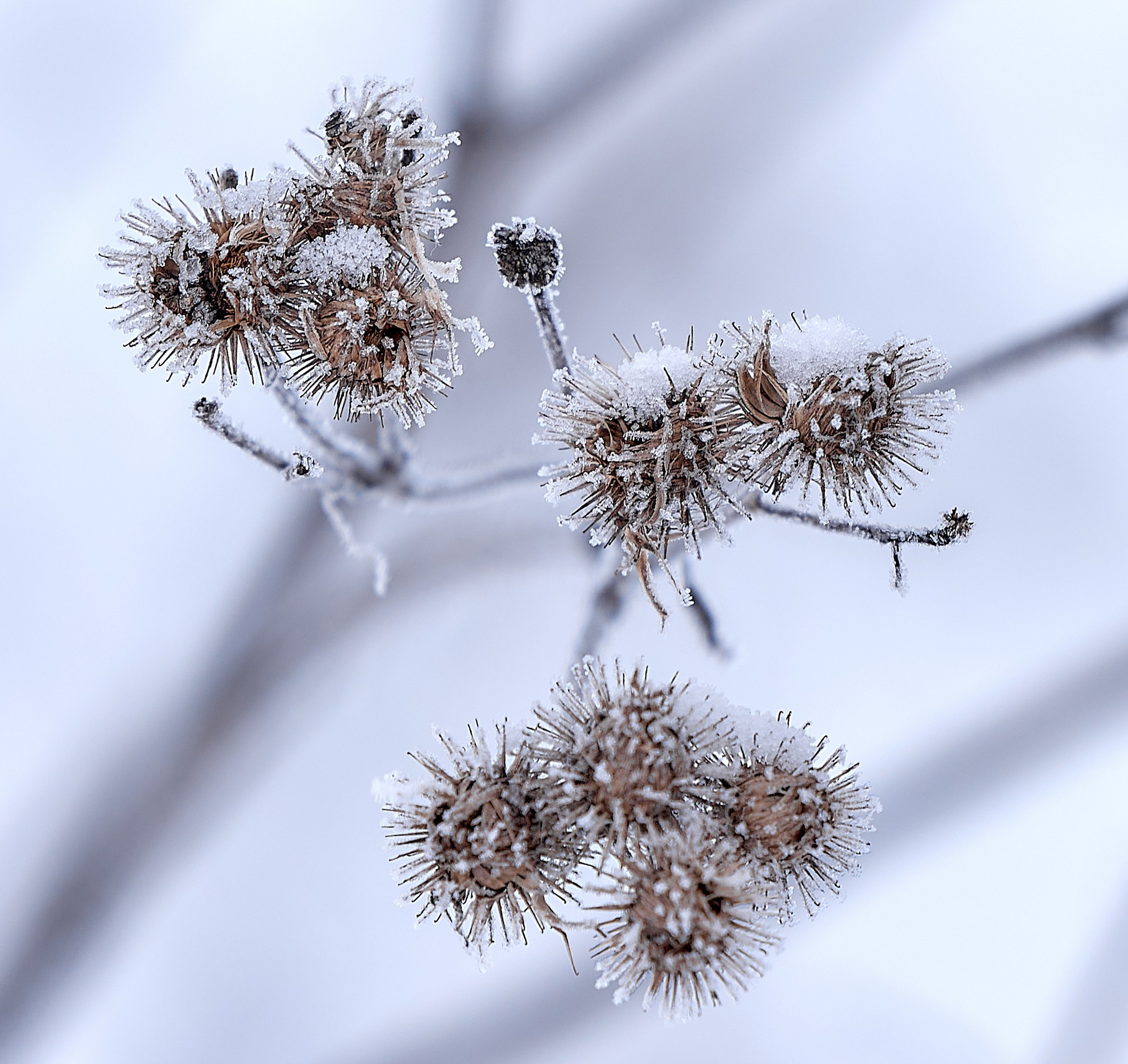 Лютики-цветочки — галерея NATRIEL