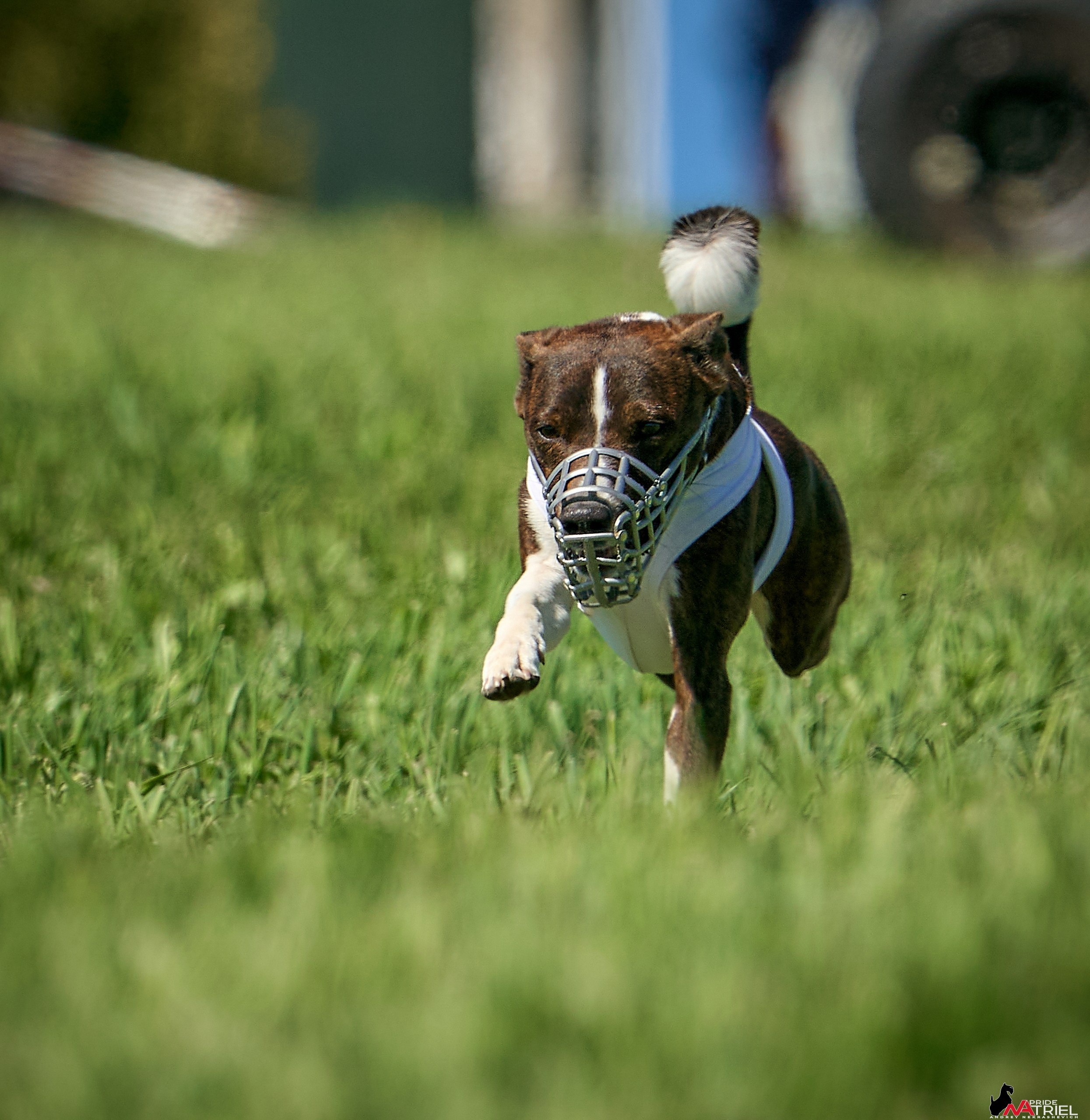 Съемка курсинг — галерея NATRIEL