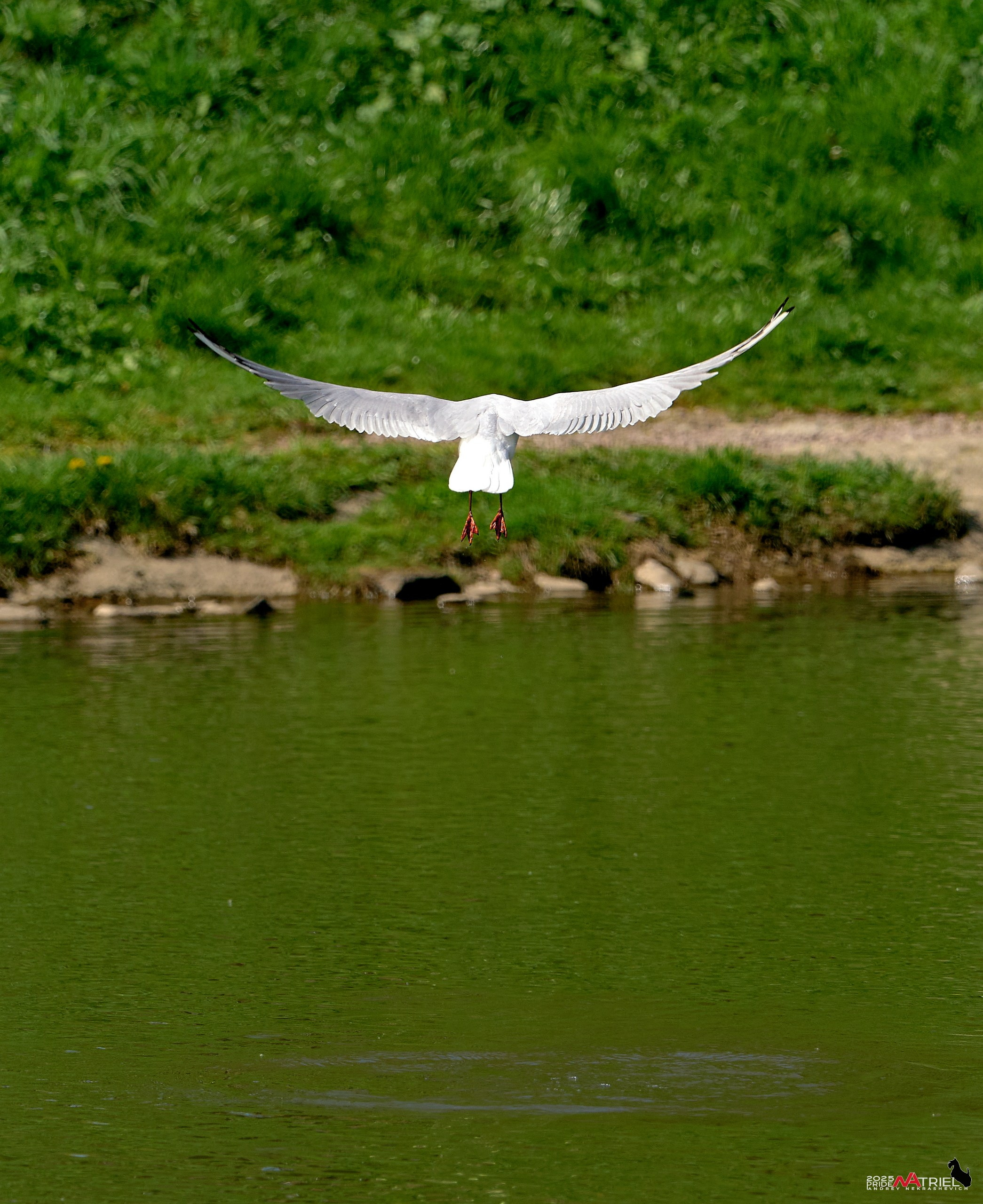 Птички и цветочки