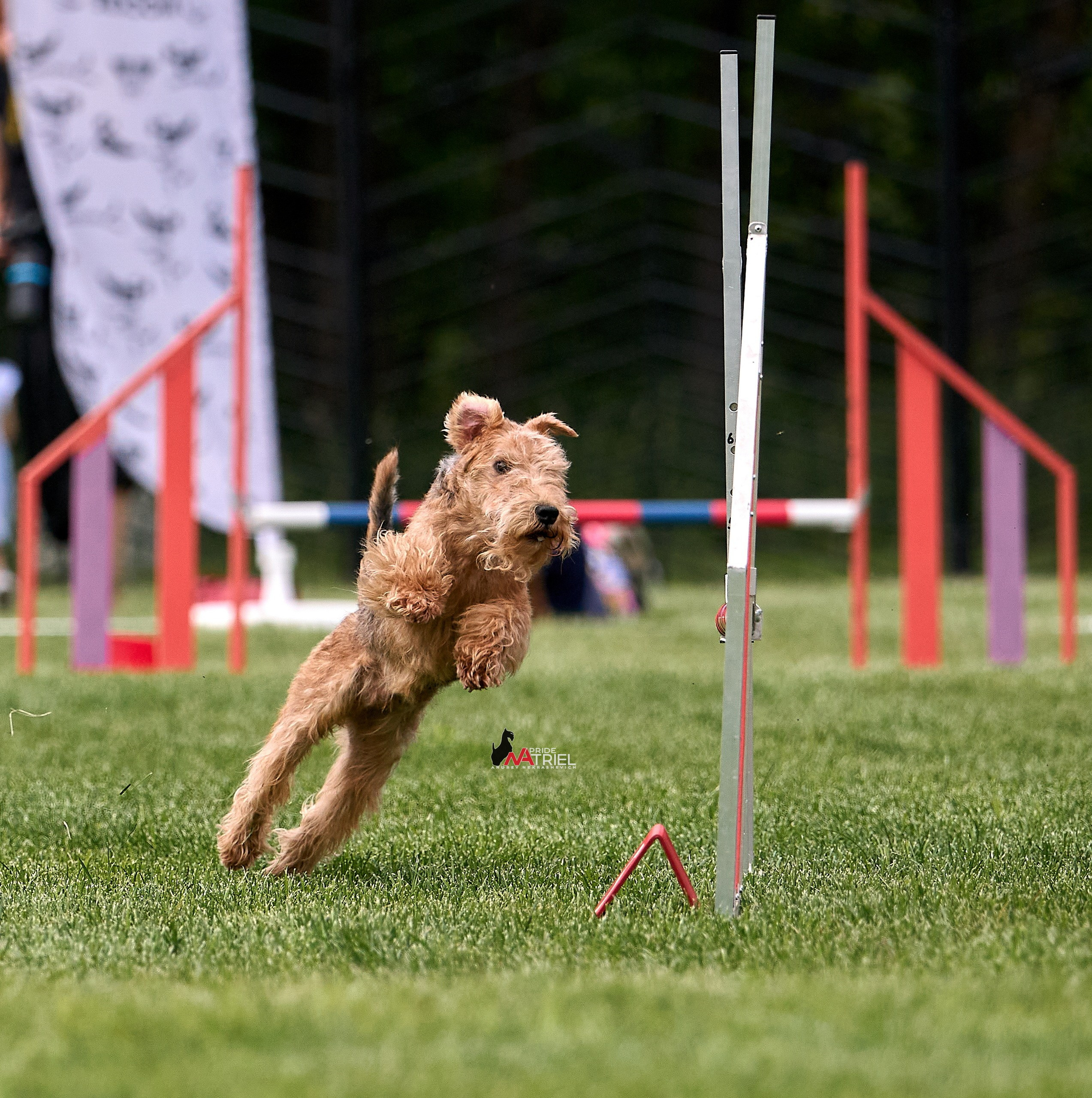 Аджилити — галерея NATRIEL