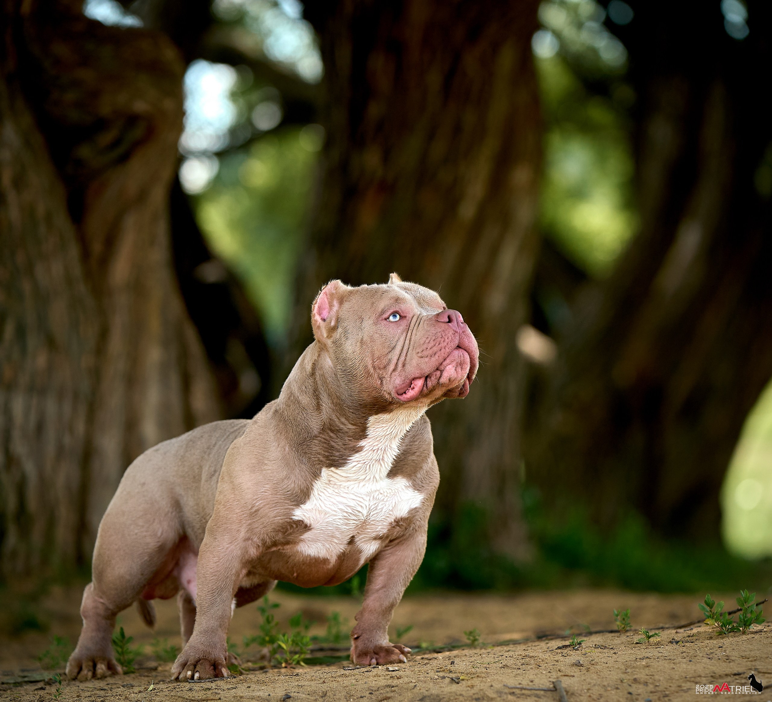 Съемка собак породы булли на природе