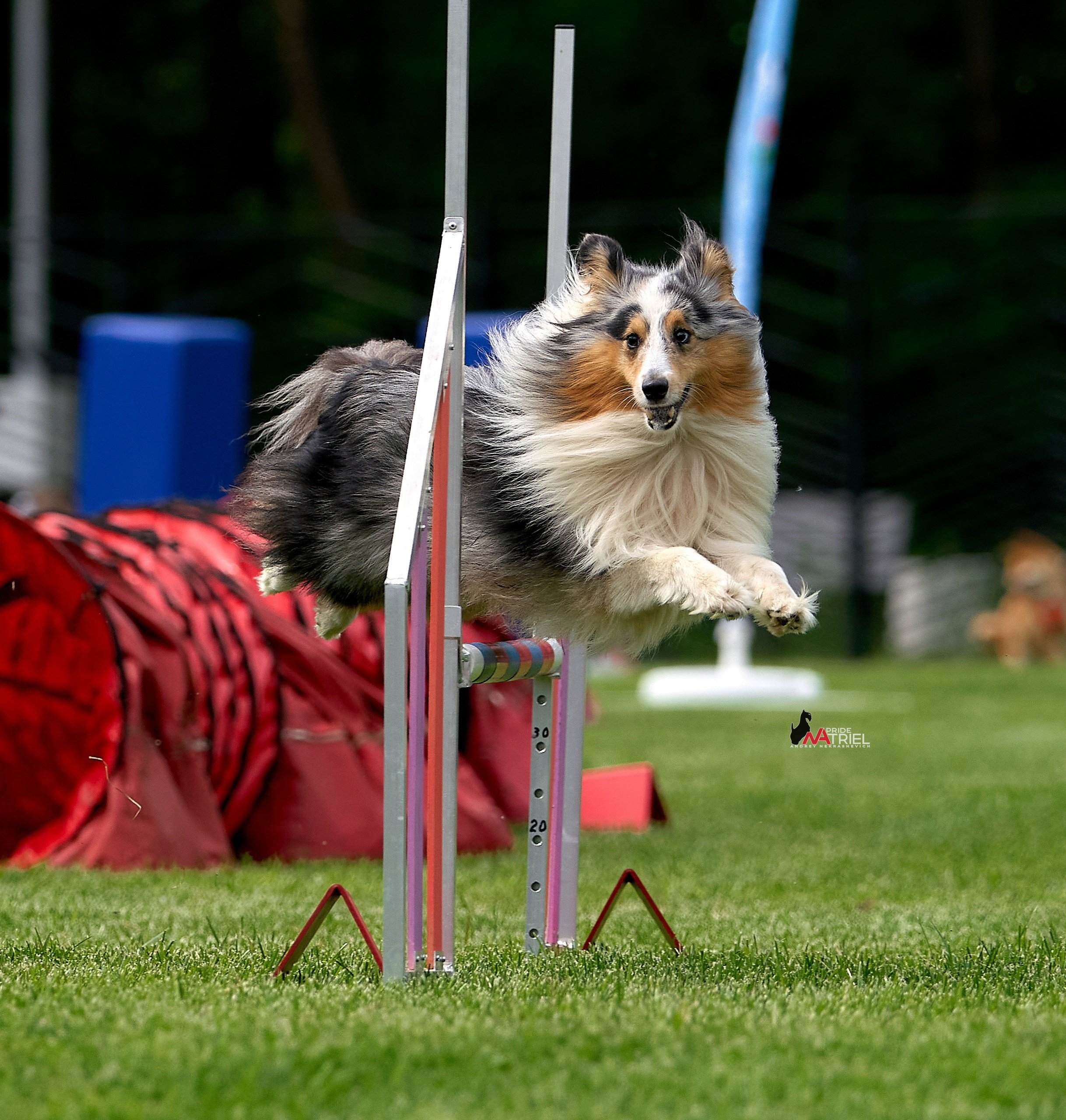 Аджилити — галерея NATRIEL